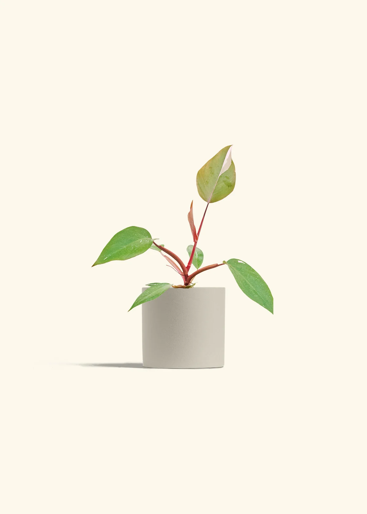 Philodendron 'Pink Princess', Small - Image 7