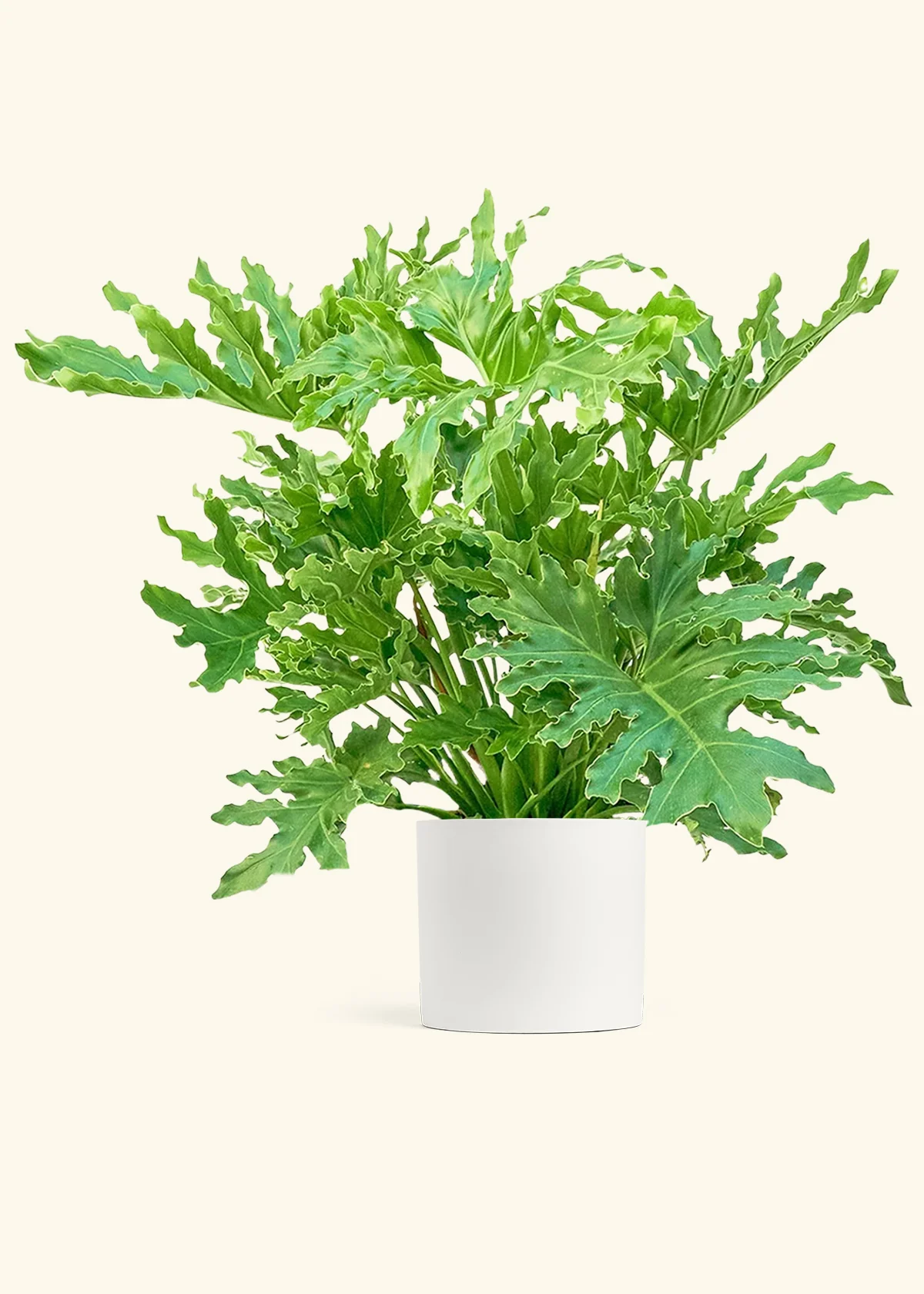 Philodendron 'Lickety Splitz', XL - Image 4