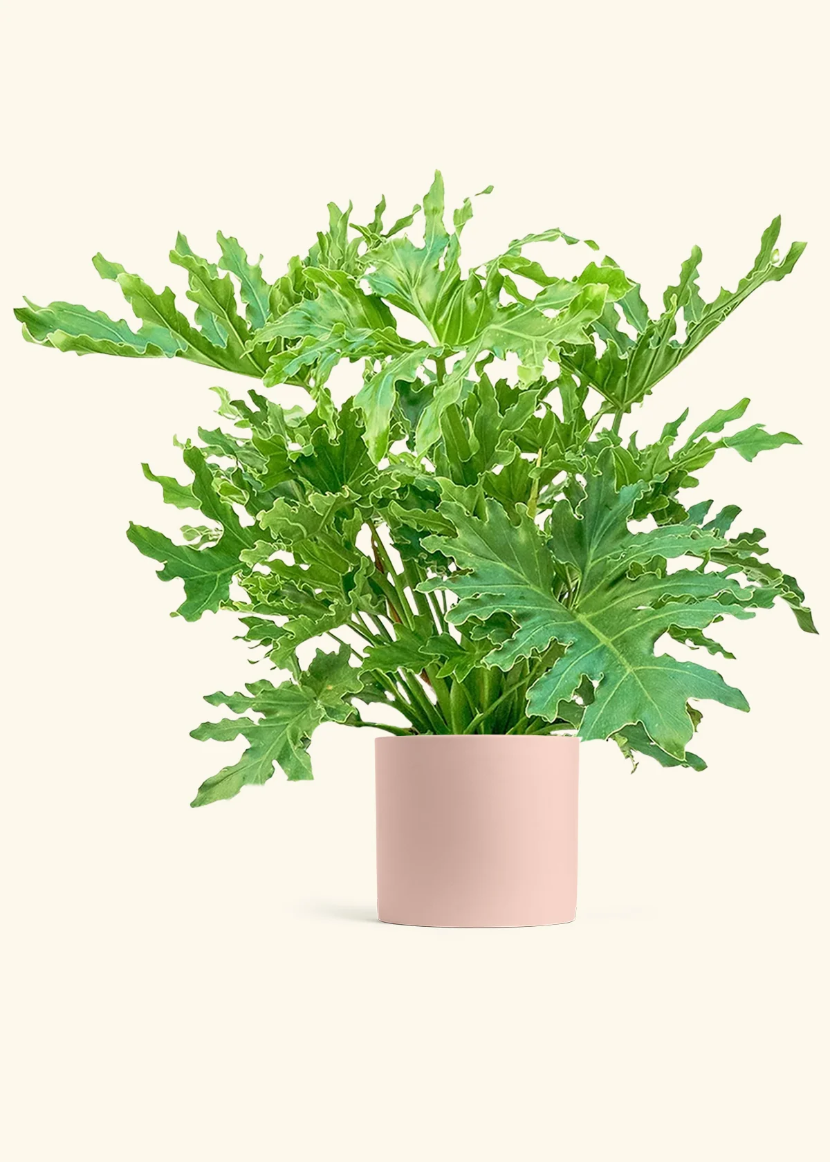 Philodendron 'Lickety Splitz', XL - Image 5