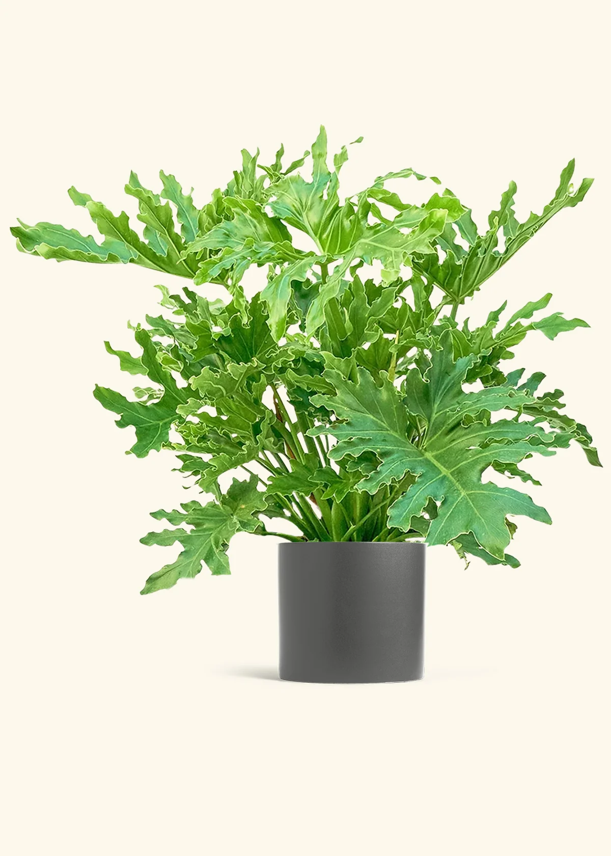 Philodendron 'Lickety Splitz', XL - Image 6
