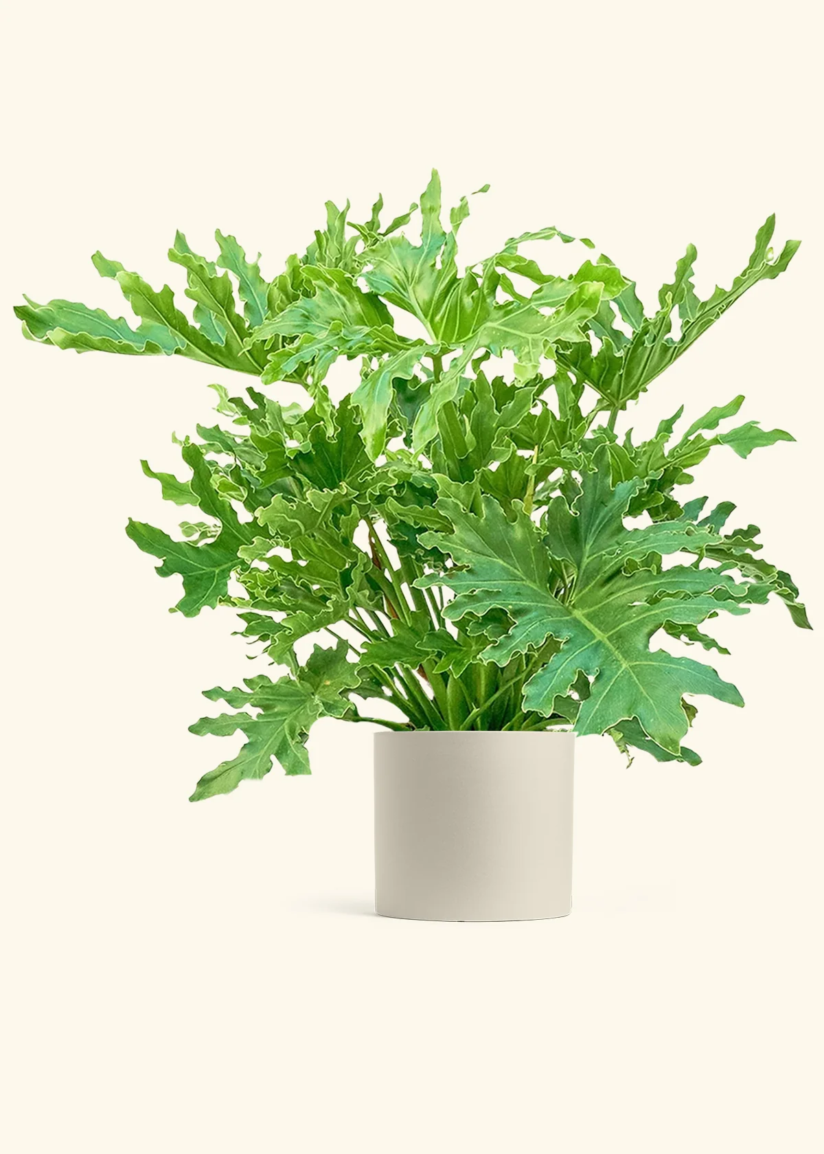 Philodendron 'Lickety Splitz', XL - Image 7