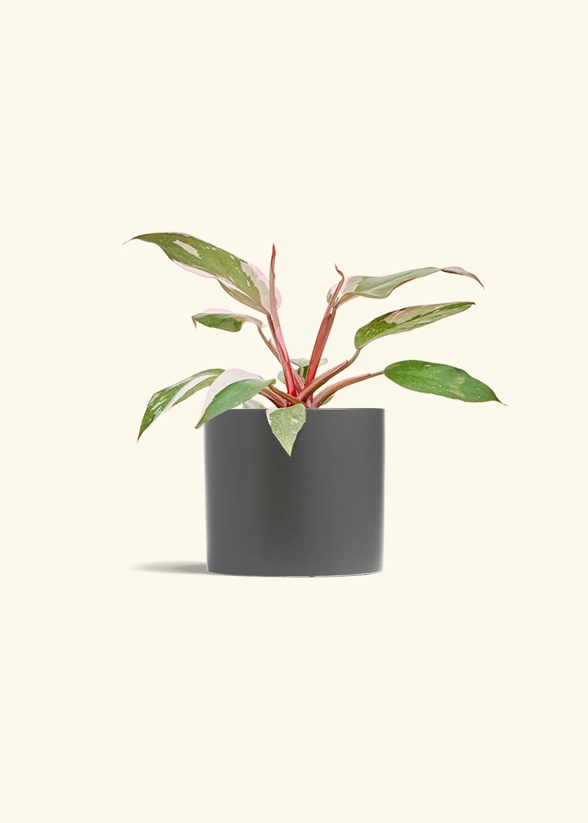 Philodendron 'Pink Princess', Medium - Image 6