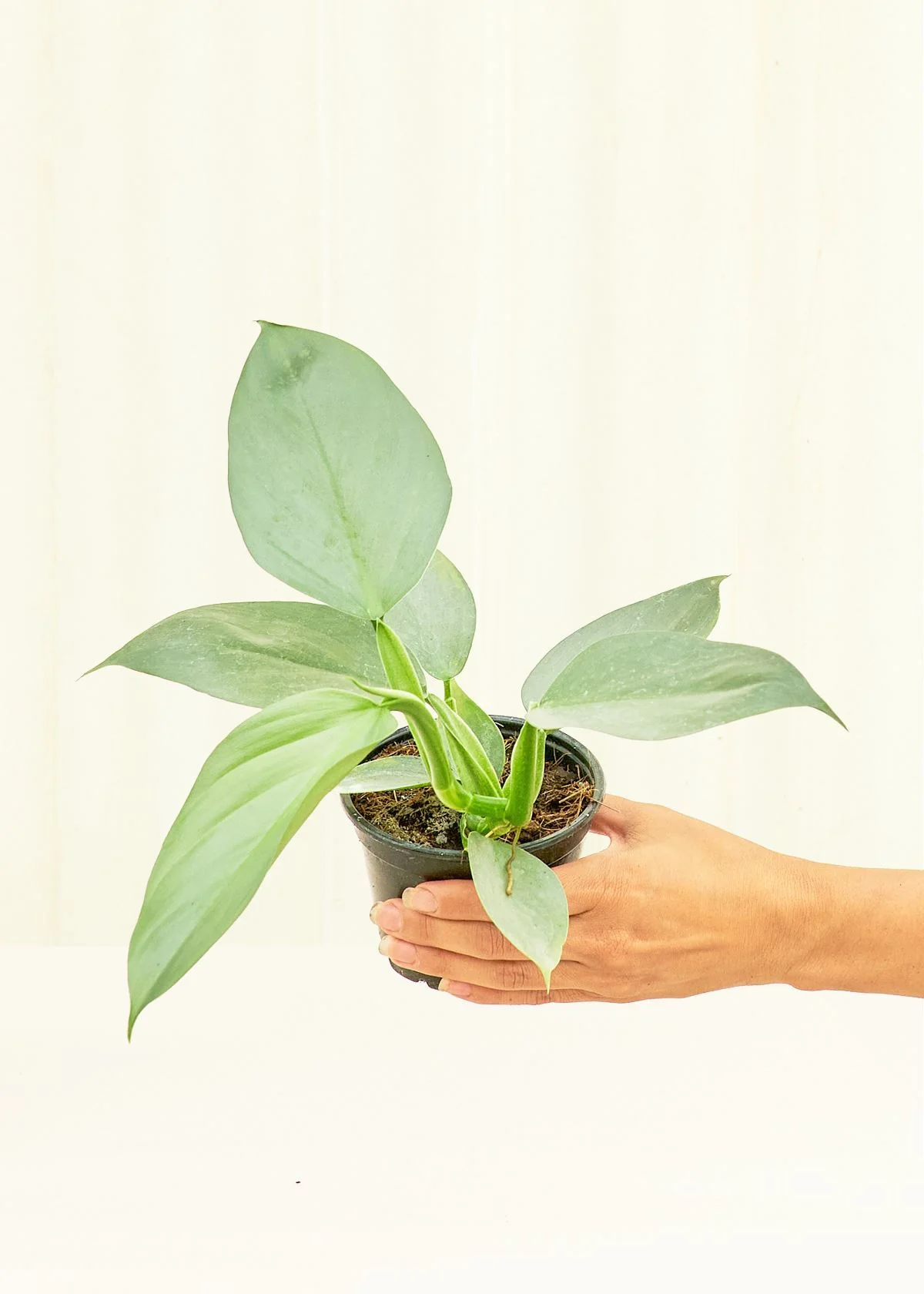 Philodendron 'Silver Sword', Small