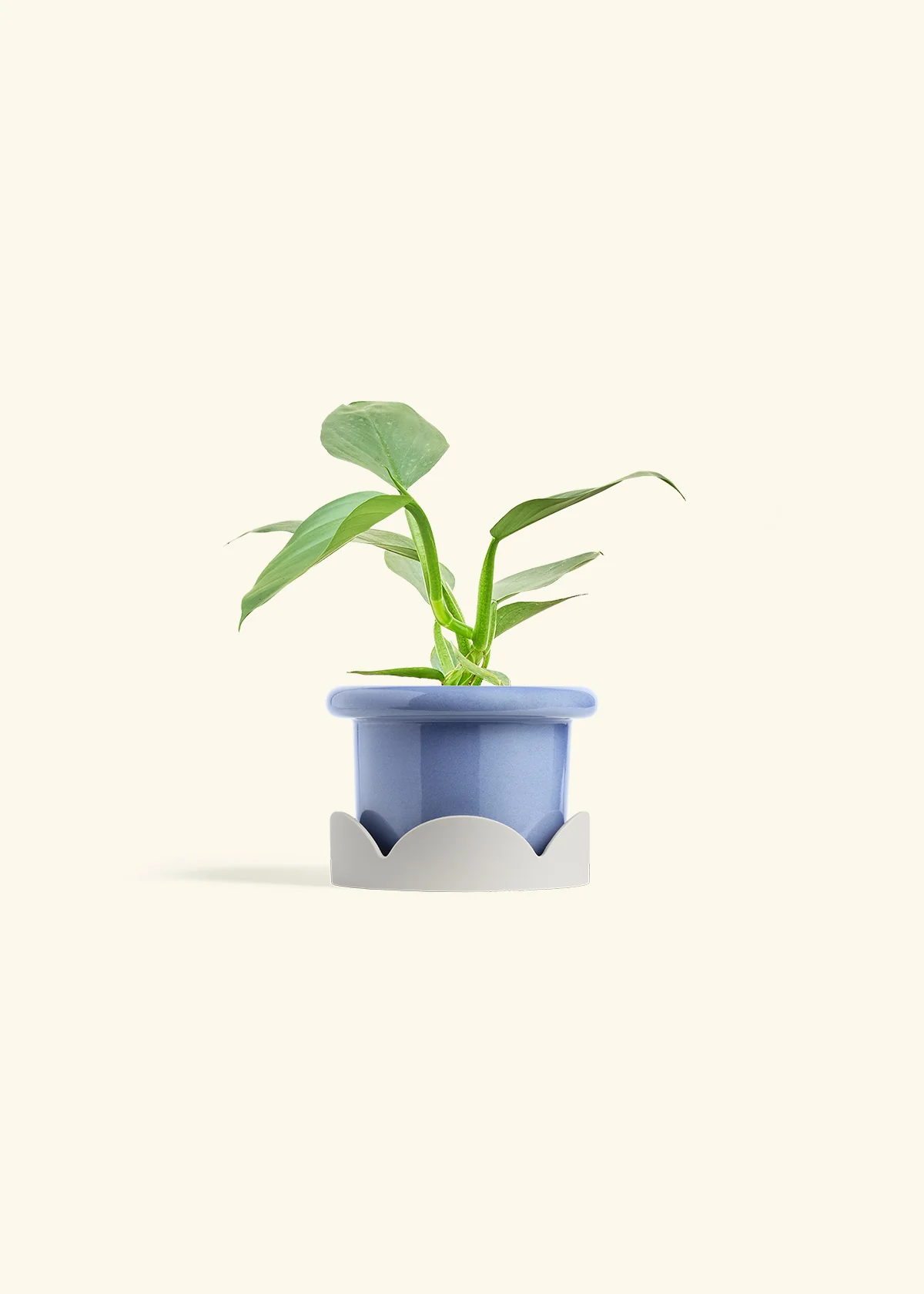 Philodendron 'Silver Sword', Small - Image 10