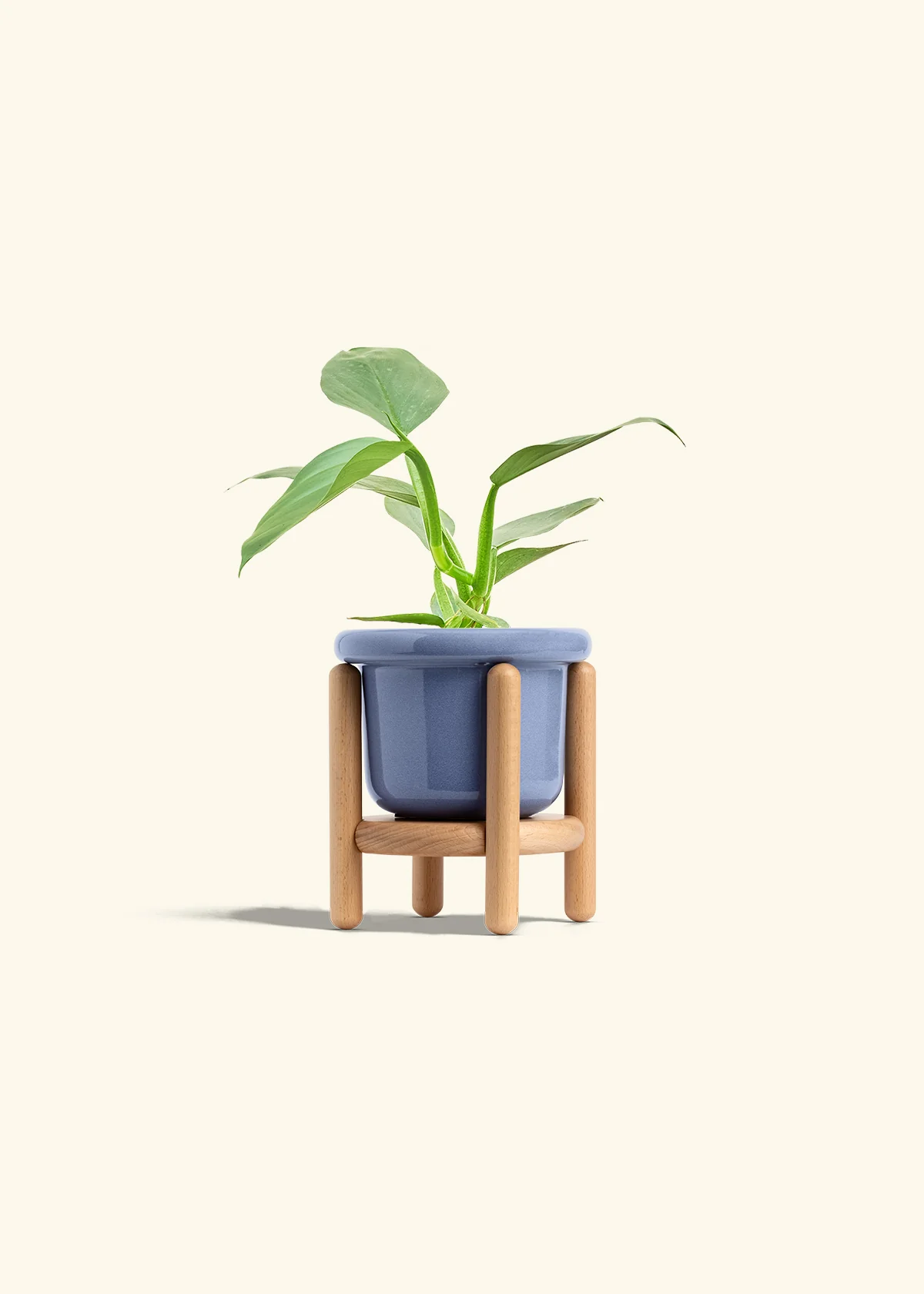 Philodendron 'Silver Sword', Small - Image 11