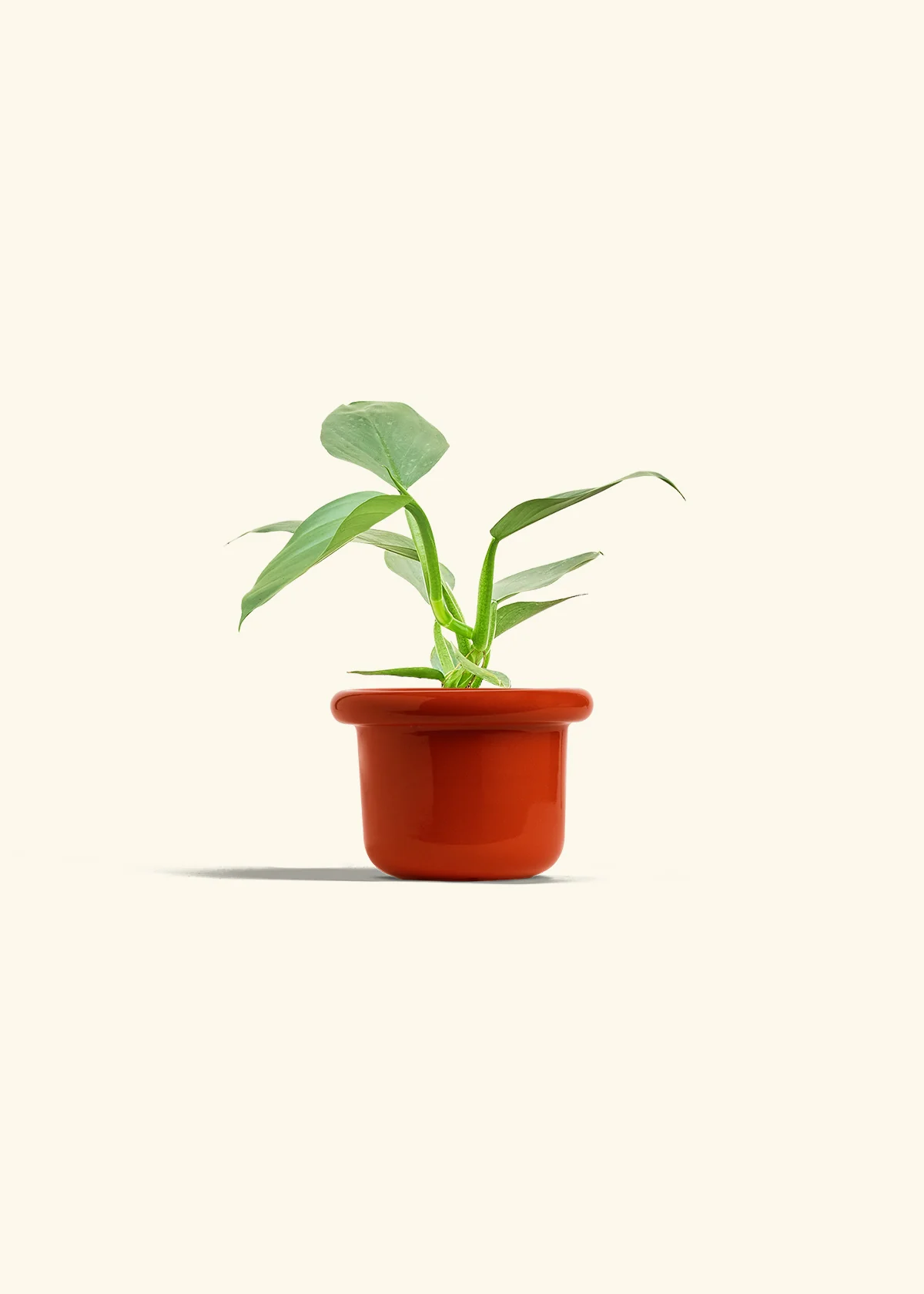 Philodendron 'Silver Sword', Small - Image 12