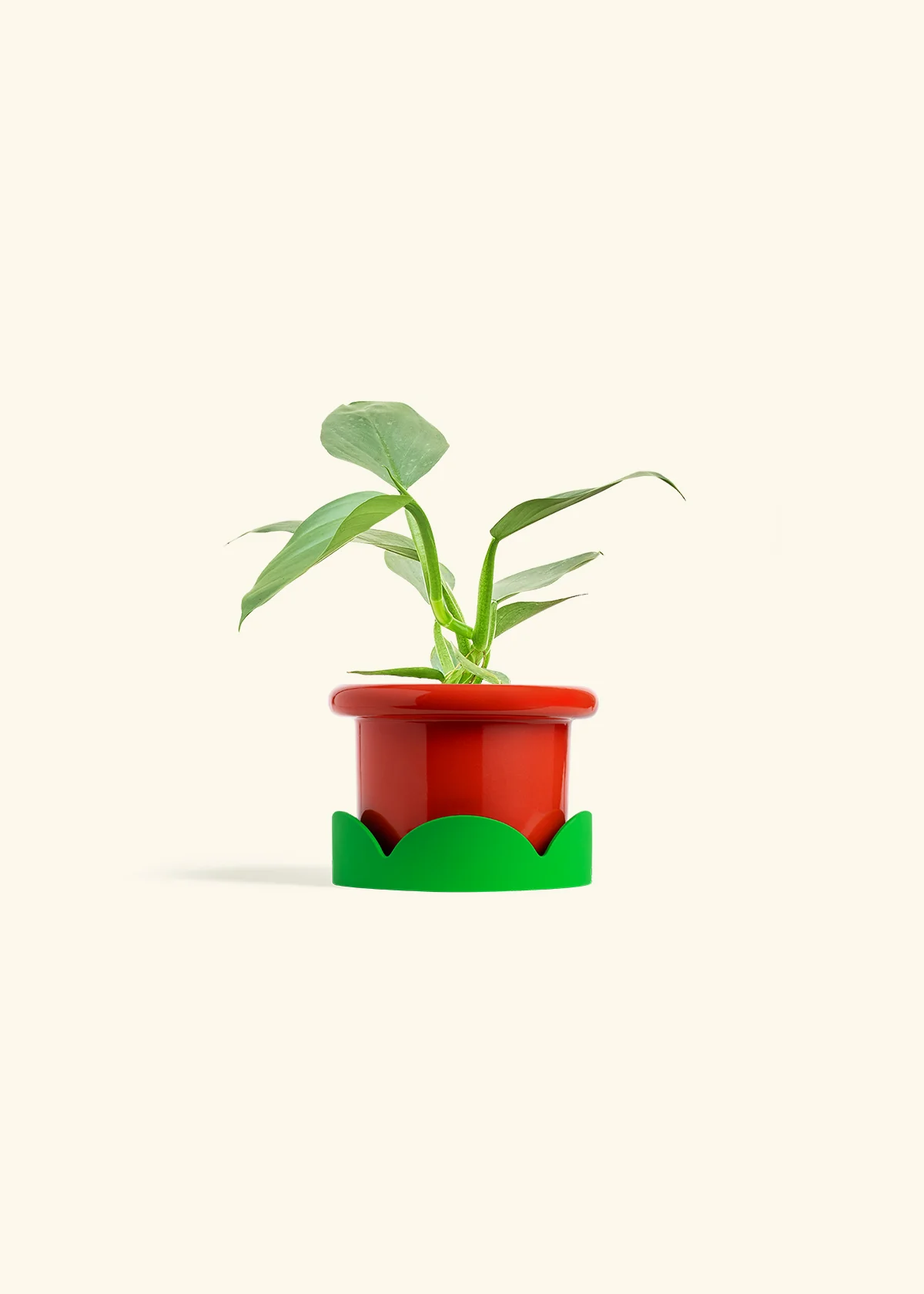 Philodendron 'Silver Sword', Small - Image 13