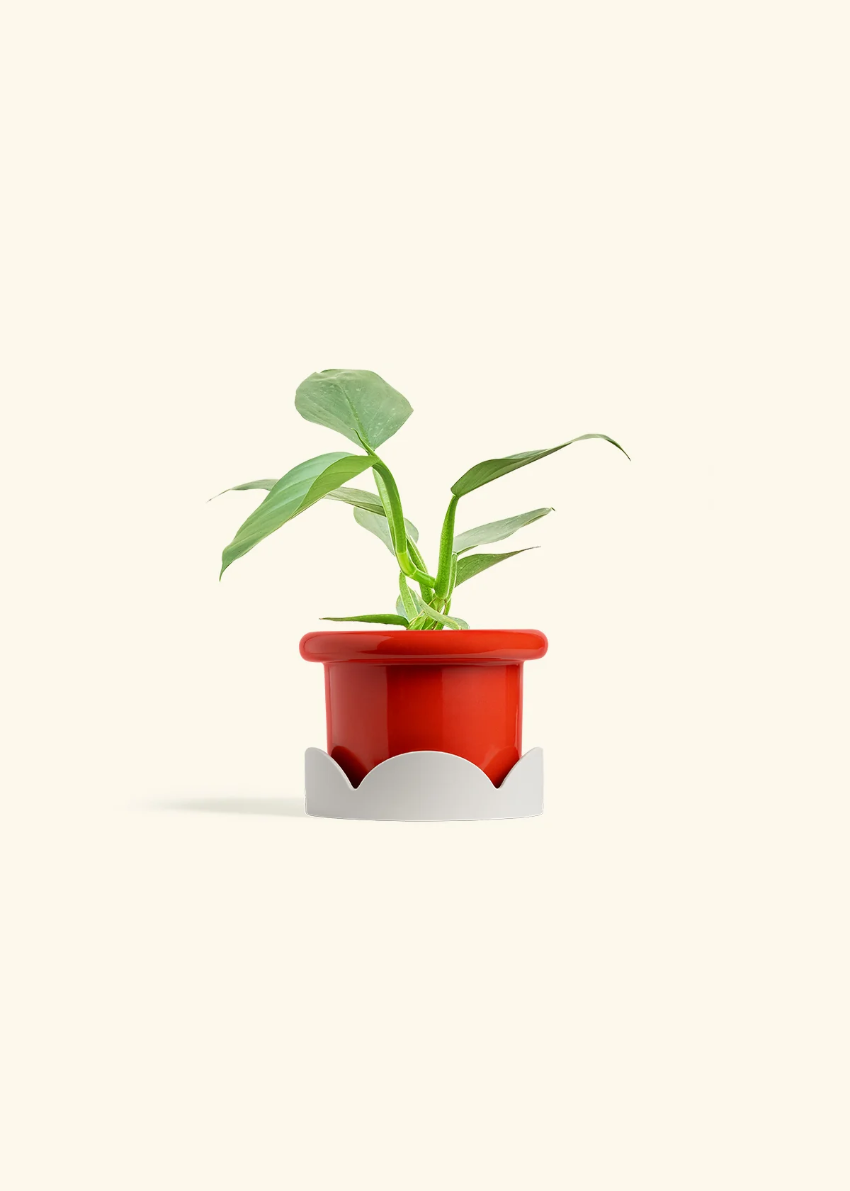 Philodendron 'Silver Sword', Small - Image 14