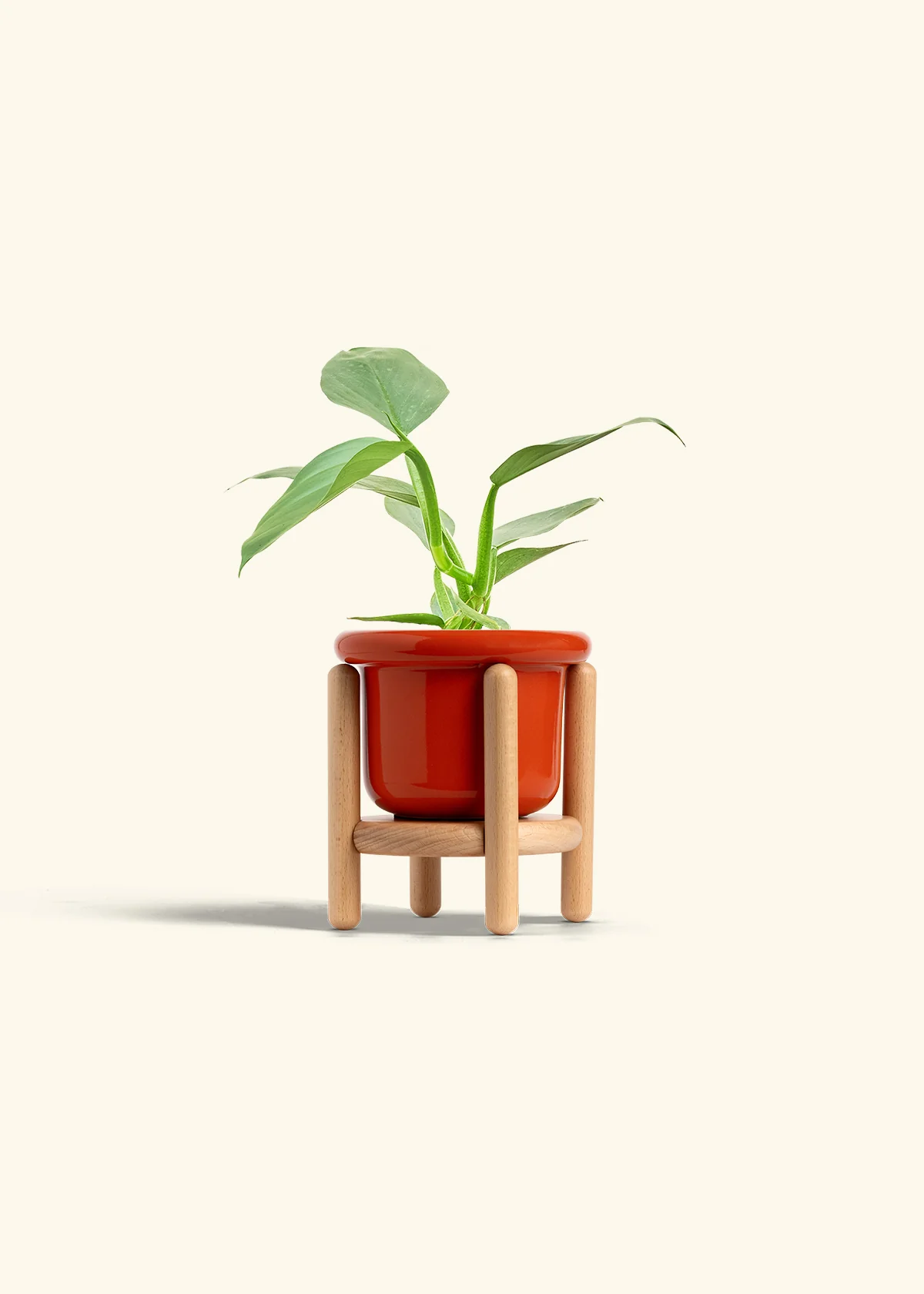 Philodendron 'Silver Sword', Small - Image 15
