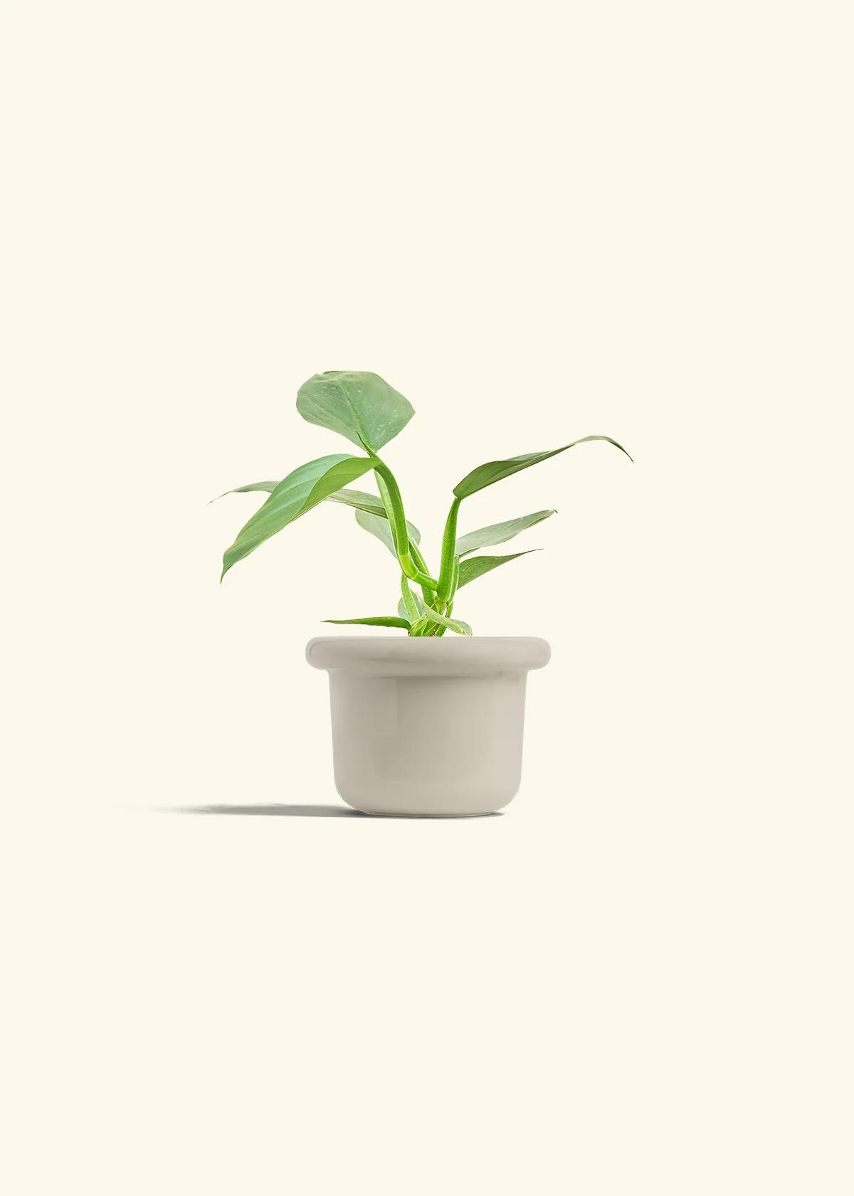 Philodendron 'Silver Sword', Small - Image 16