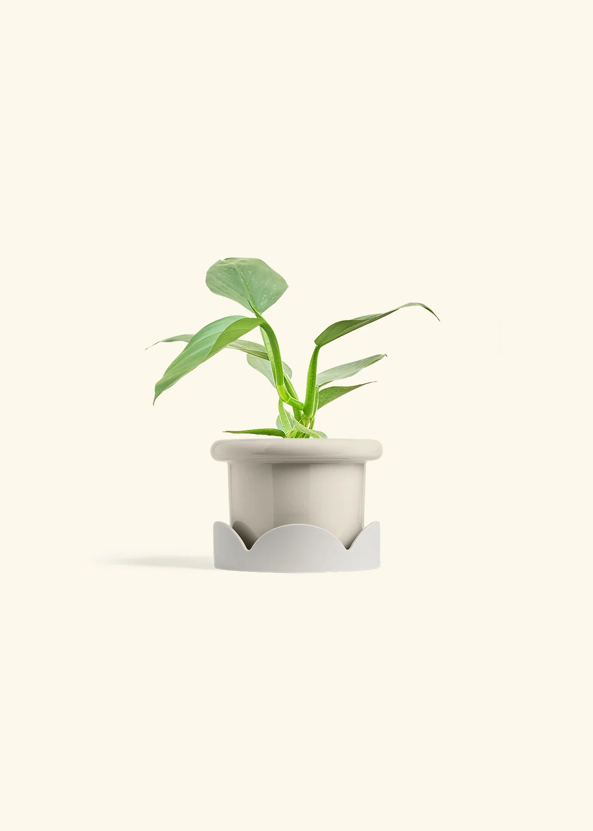 Philodendron 'Silver Sword', Small - Image 17
