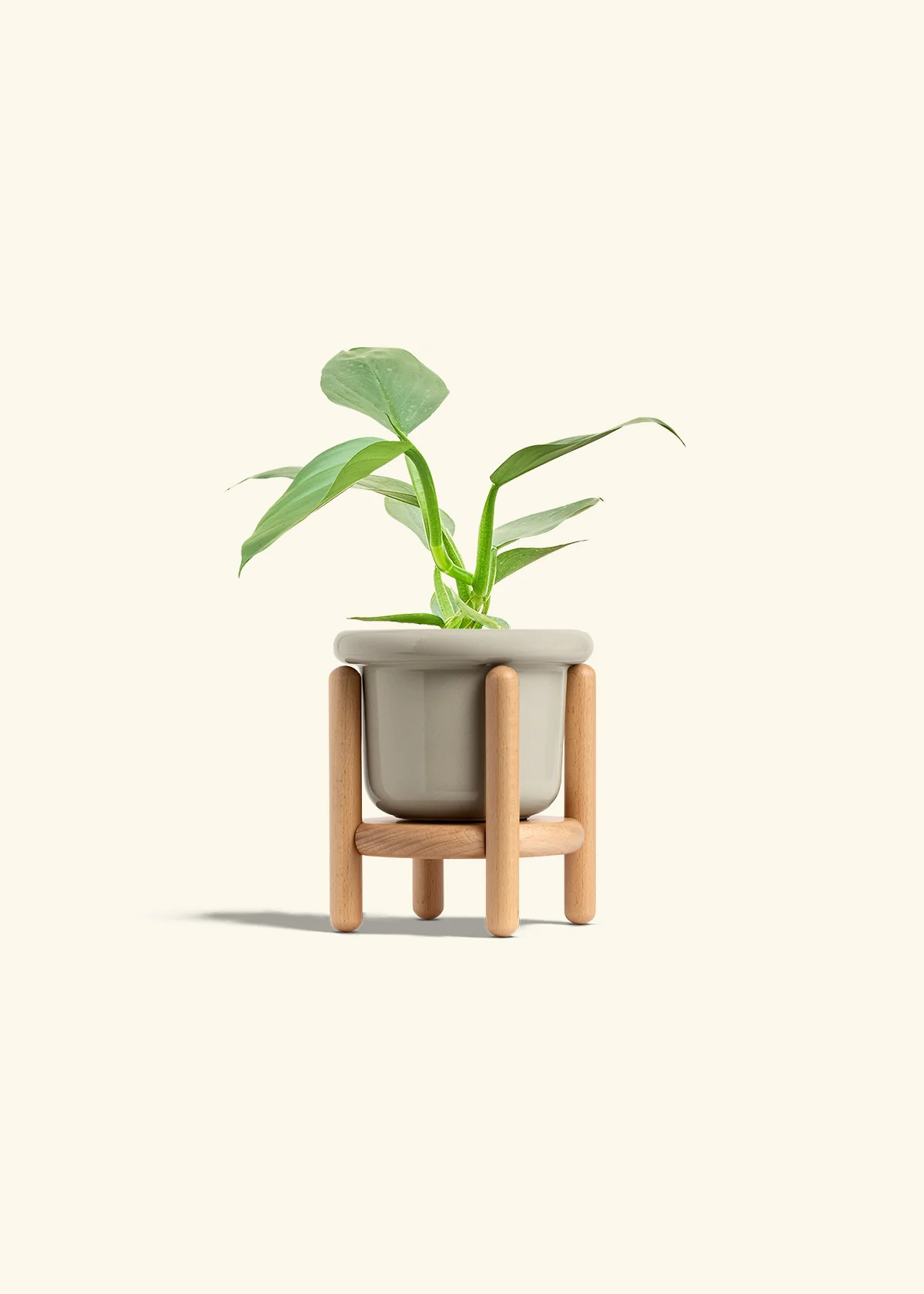 Philodendron 'Silver Sword', Small - Image 18