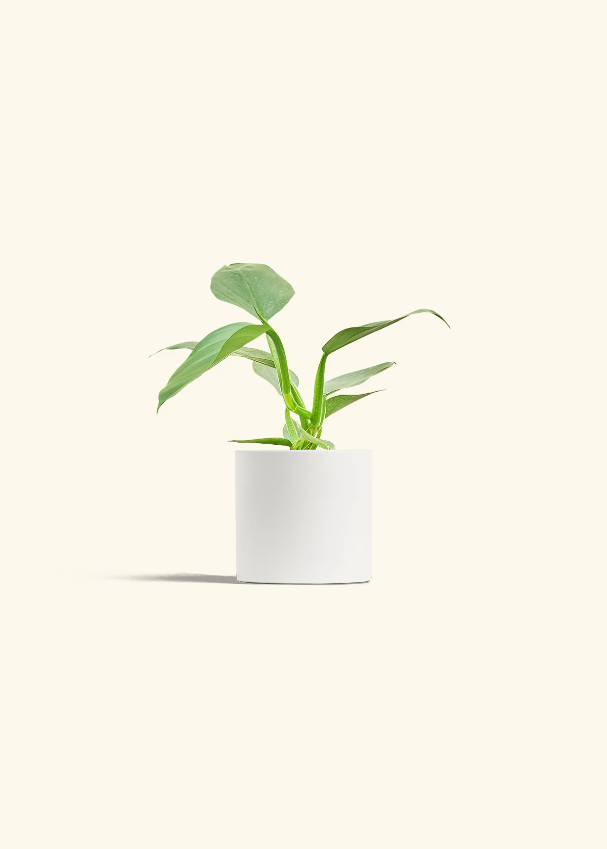 Philodendron 'Silver Sword', Small - Image 19