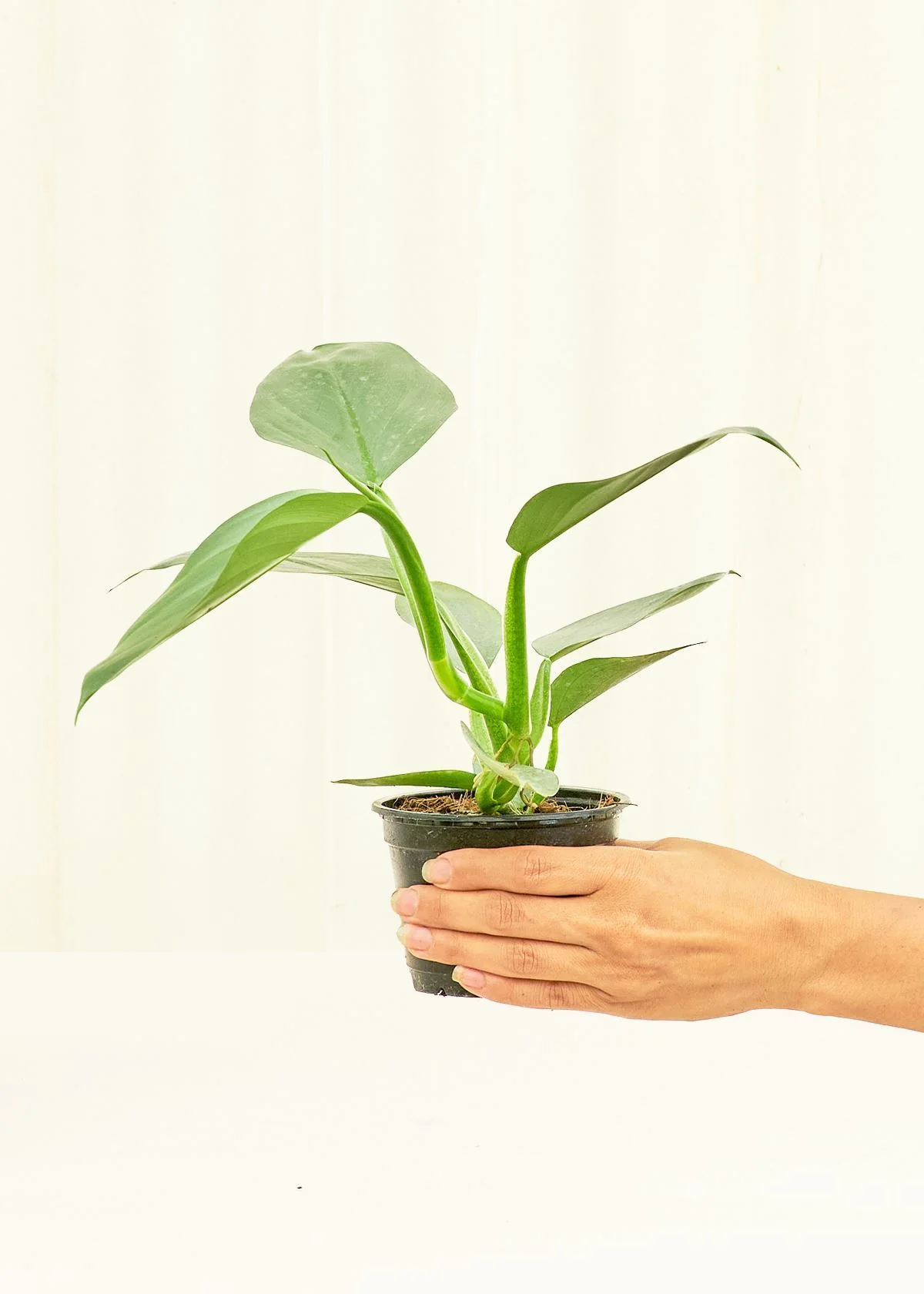Philodendron 'Silver Sword', Small - Image 2
