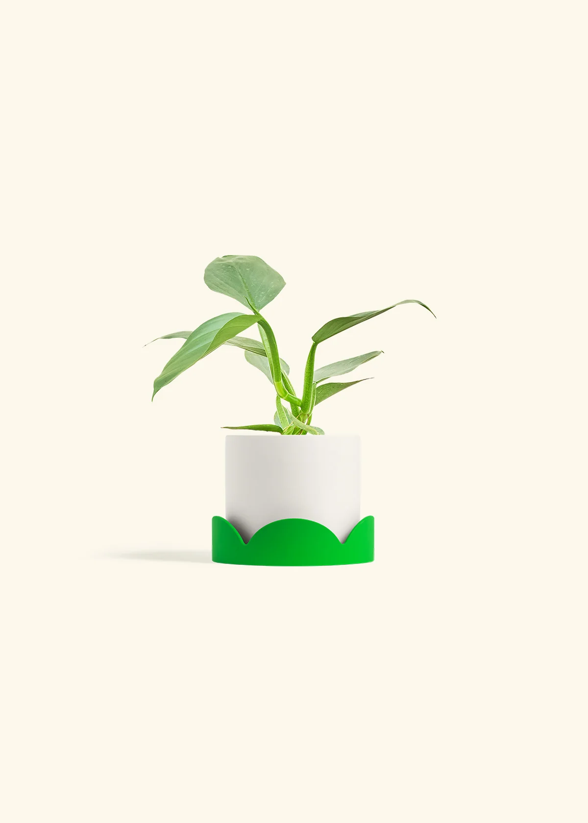 Philodendron 'Silver Sword', Small - Image 20
