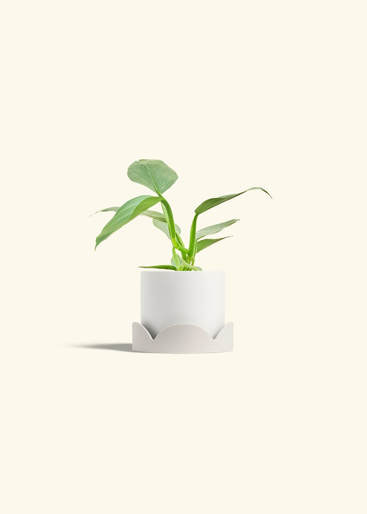 Philodendron 'Silver Sword', Small - Image 21