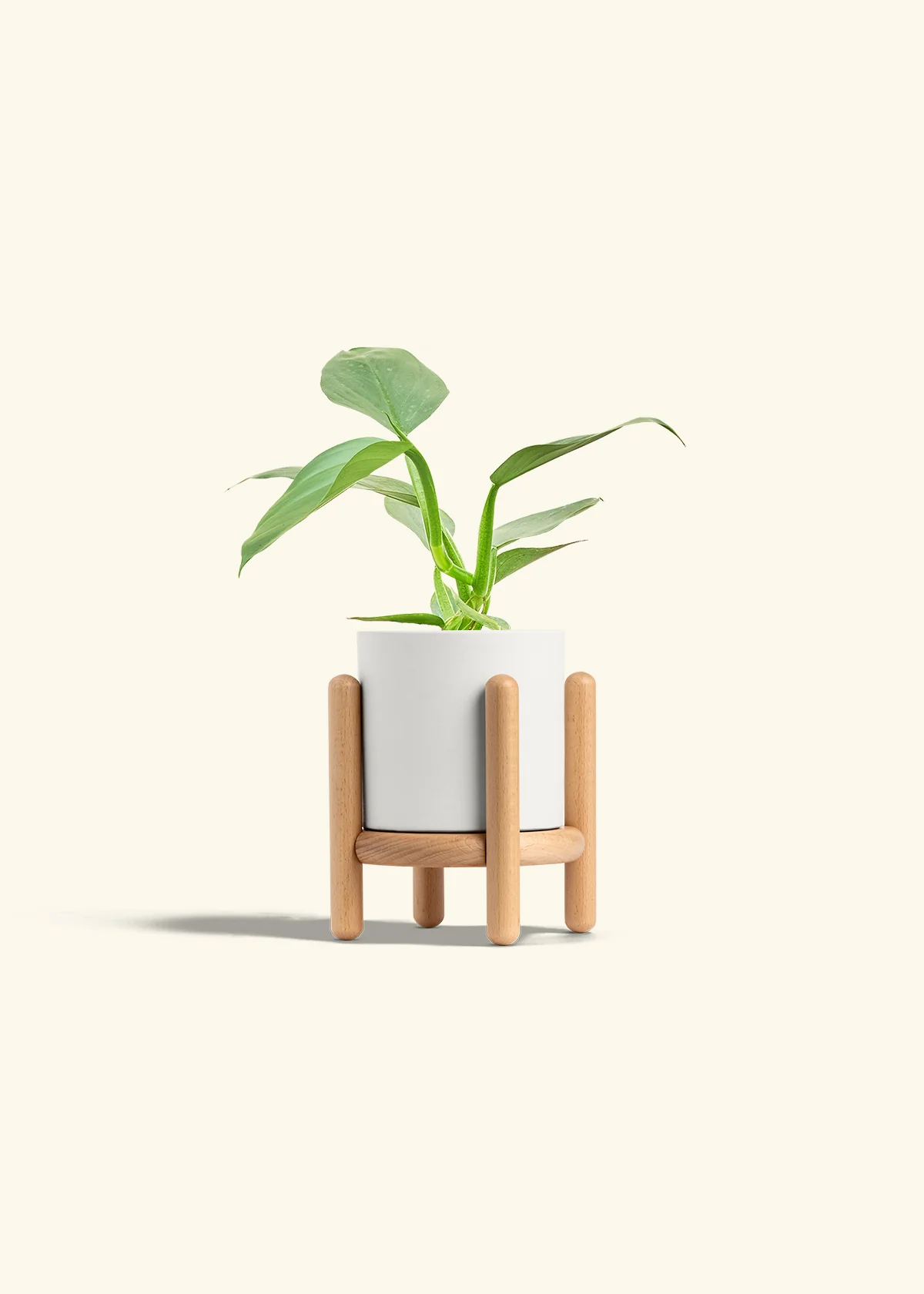 Philodendron 'Silver Sword', Small - Image 22