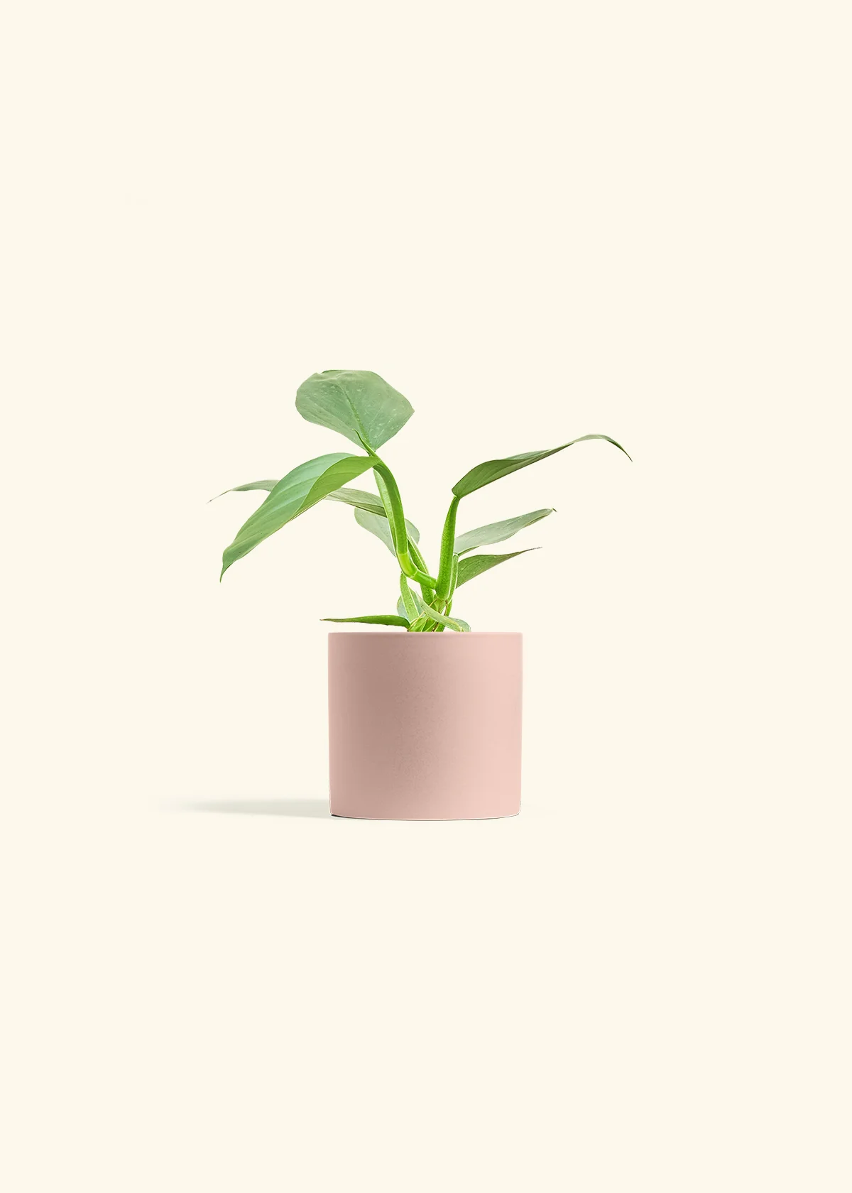 Philodendron 'Silver Sword', Small - Image 23