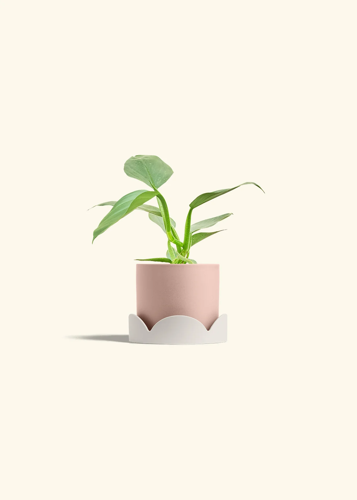 Philodendron 'Silver Sword', Small - Image 25