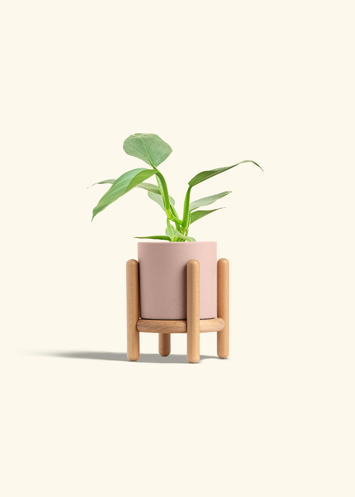 Philodendron 'Silver Sword', Small - Image 26