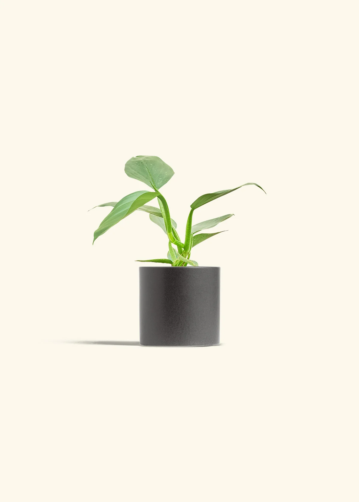 Philodendron 'Silver Sword', Small - Image 27
