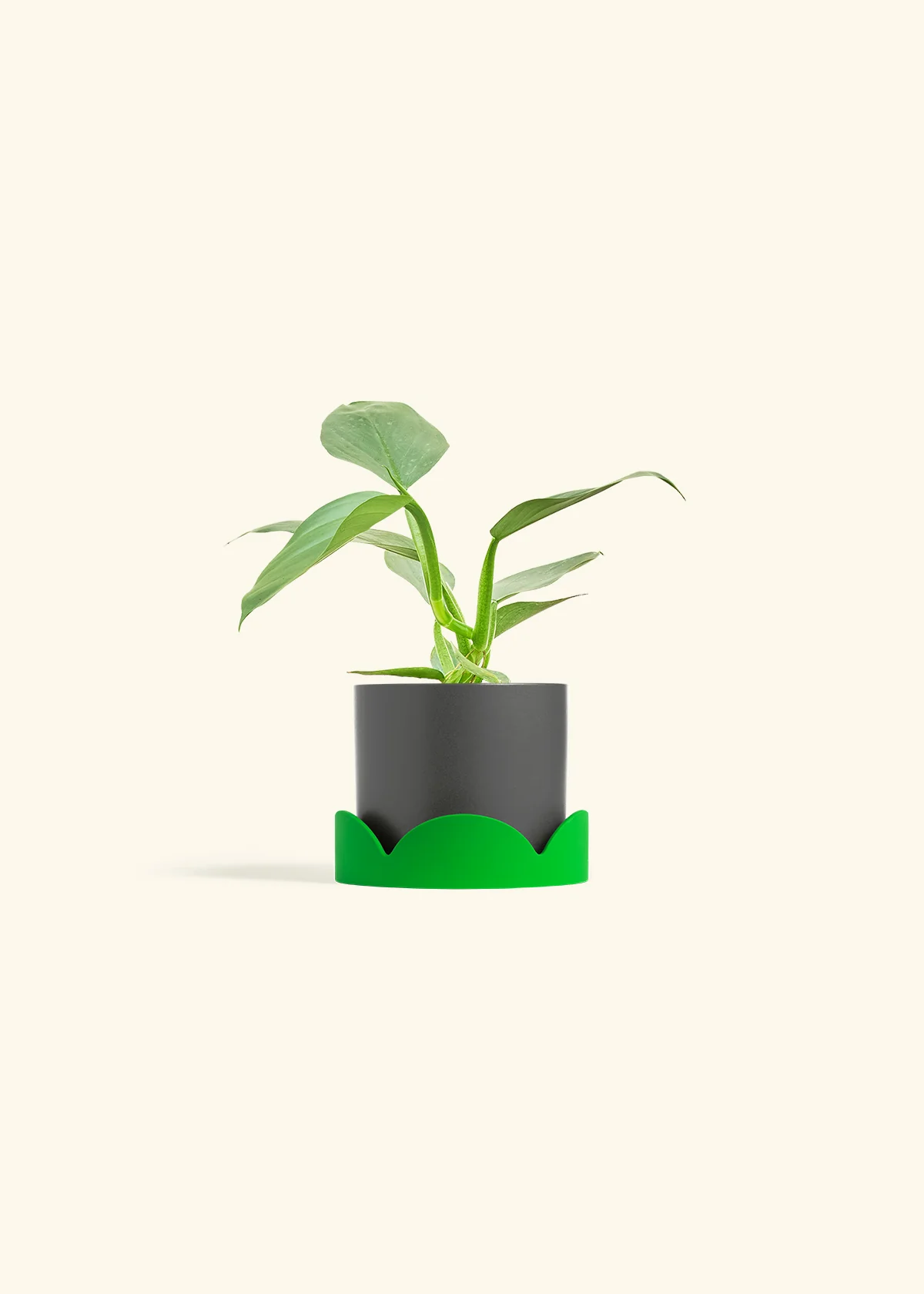 Philodendron 'Silver Sword', Small - Image 28