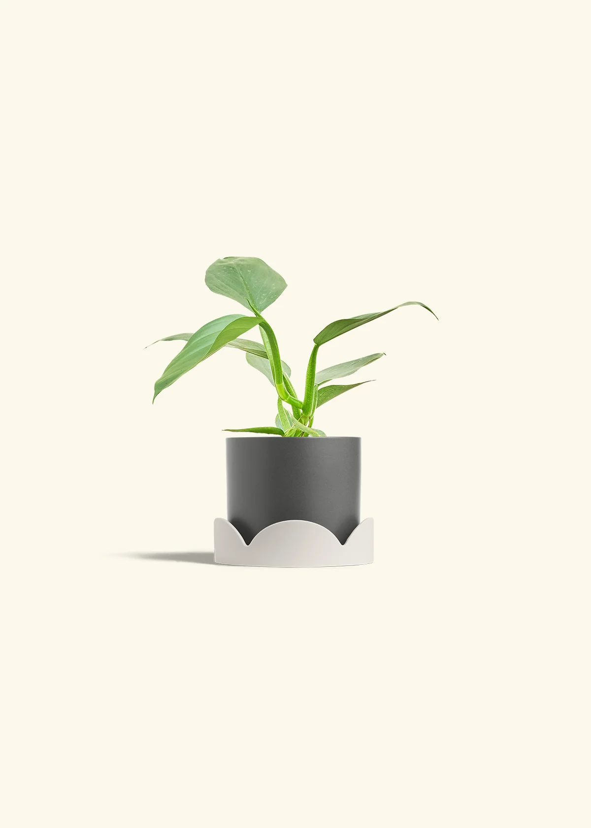 Philodendron 'Silver Sword', Small - Image 29