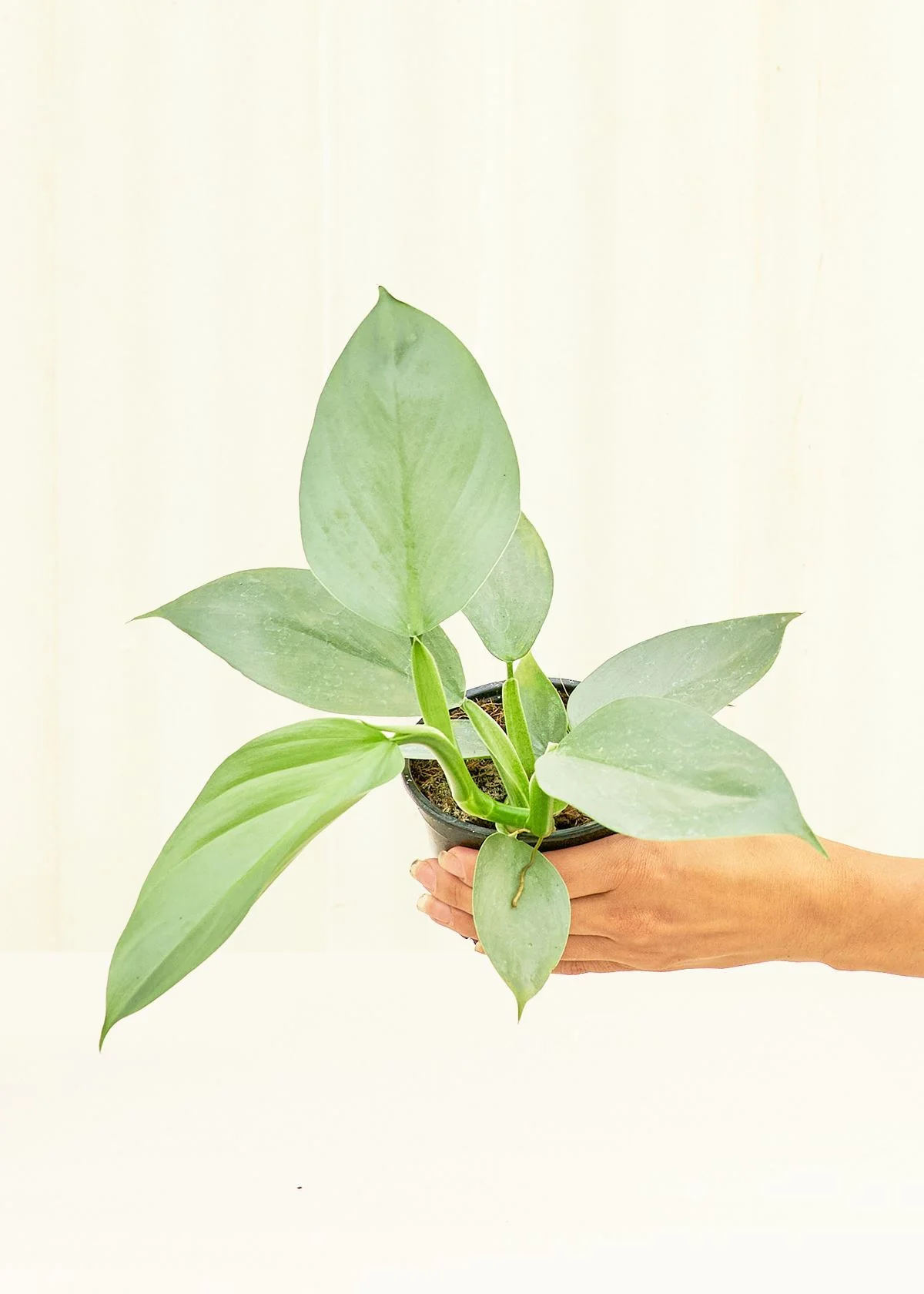 Philodendron 'Silver Sword', Small - Image 3