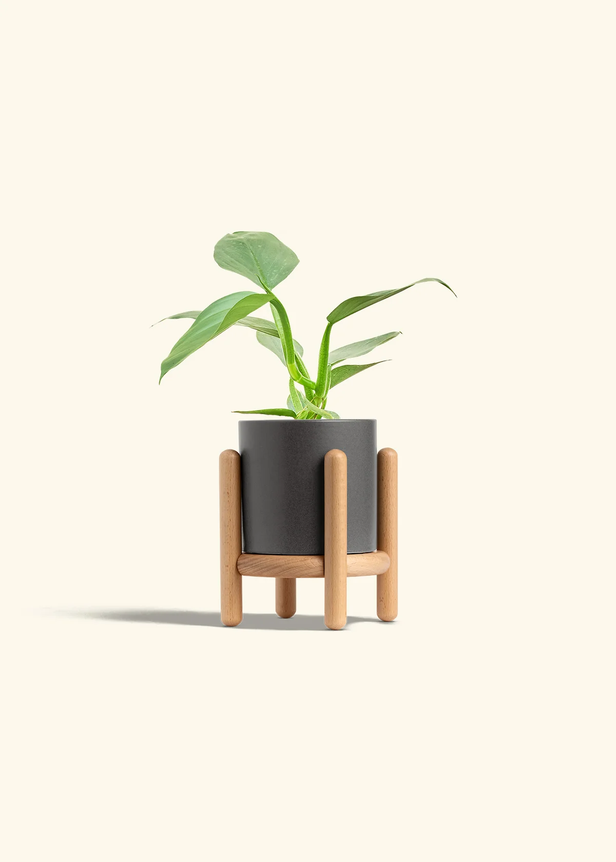 Philodendron 'Silver Sword', Small - Image 30