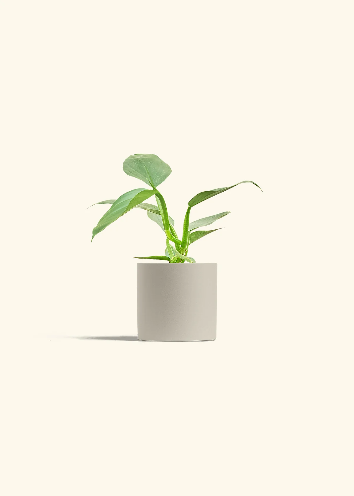 Philodendron 'Silver Sword', Small - Image 31
