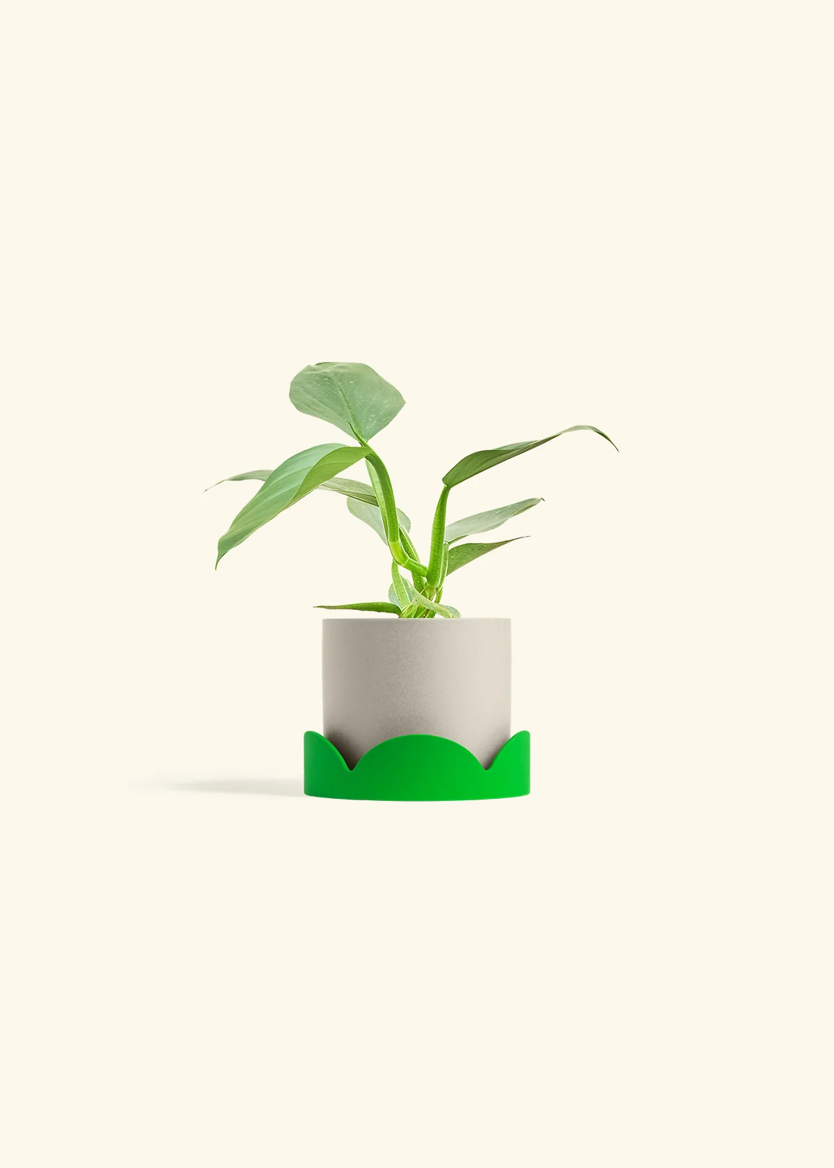 Philodendron 'Silver Sword', Small - Image 32