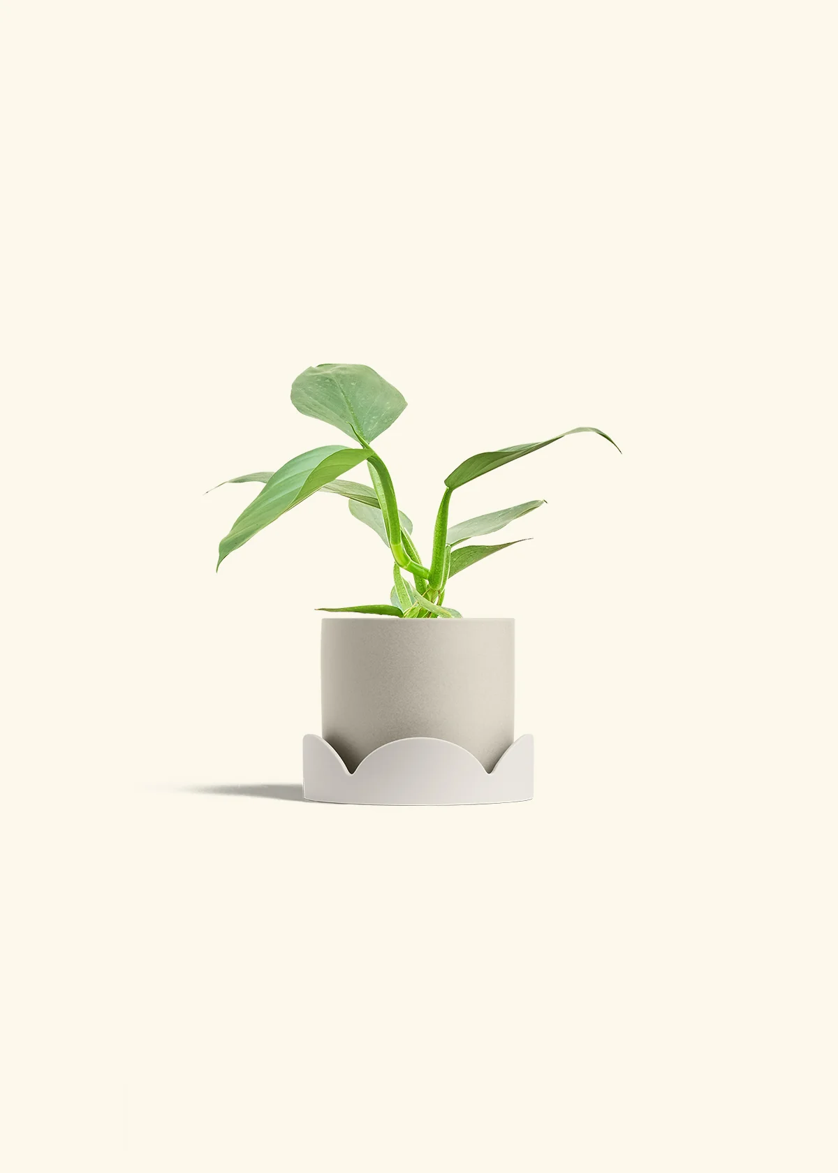 Philodendron 'Silver Sword', Small - Image 33