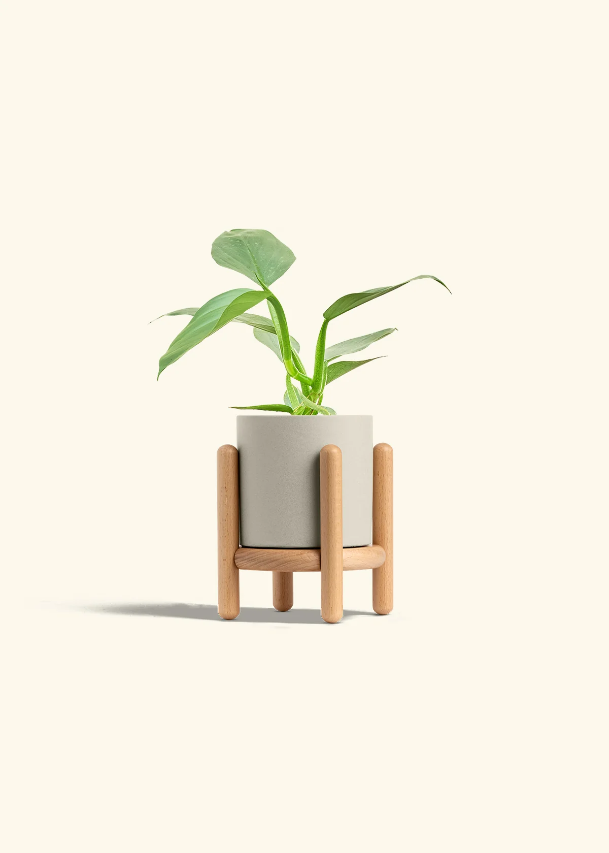 Philodendron 'Silver Sword', Small - Image 34