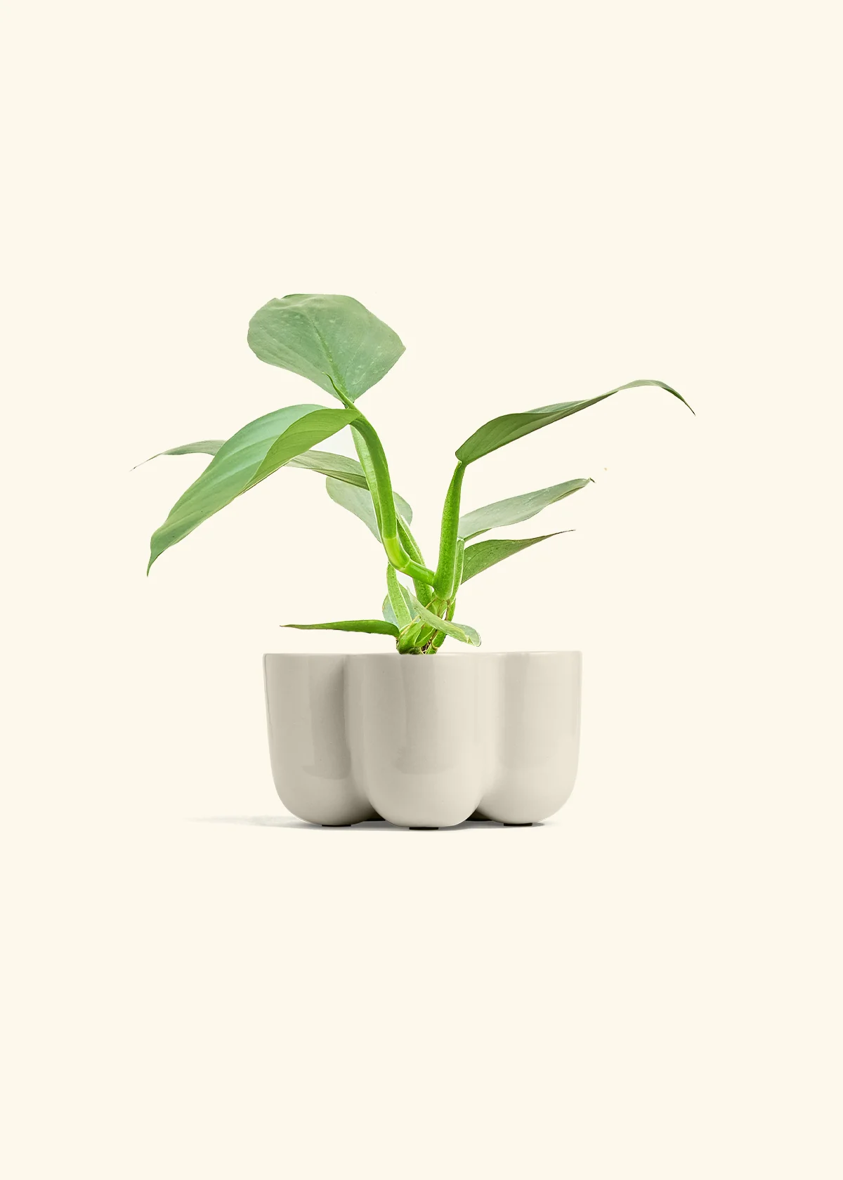 Philodendron 'Silver Sword', Small - Image 35