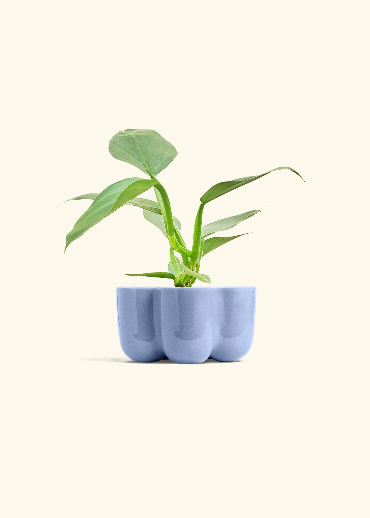 Philodendron 'Silver Sword', Small - Image 36