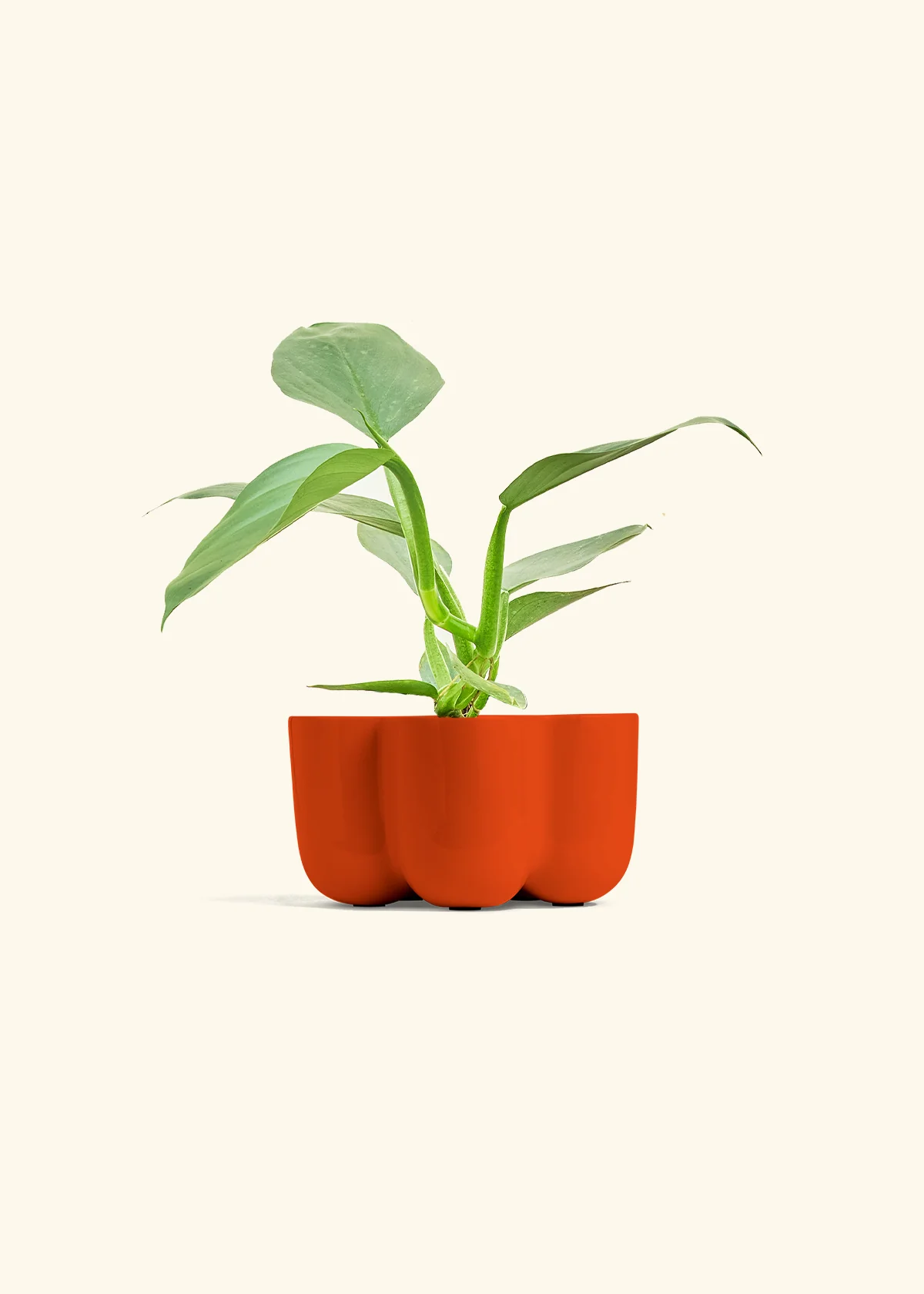 Philodendron 'Silver Sword', Small - Image 37