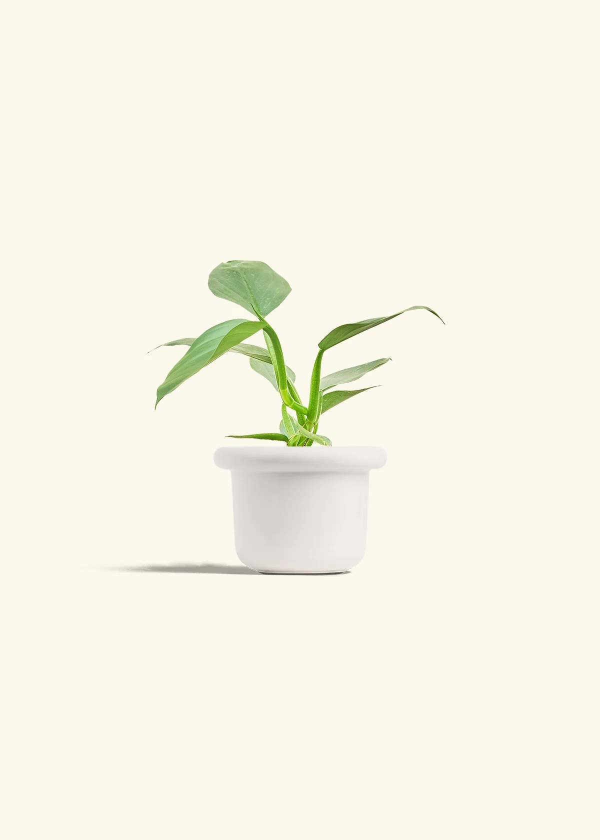Philodendron 'Silver Sword', Small - Image 4
