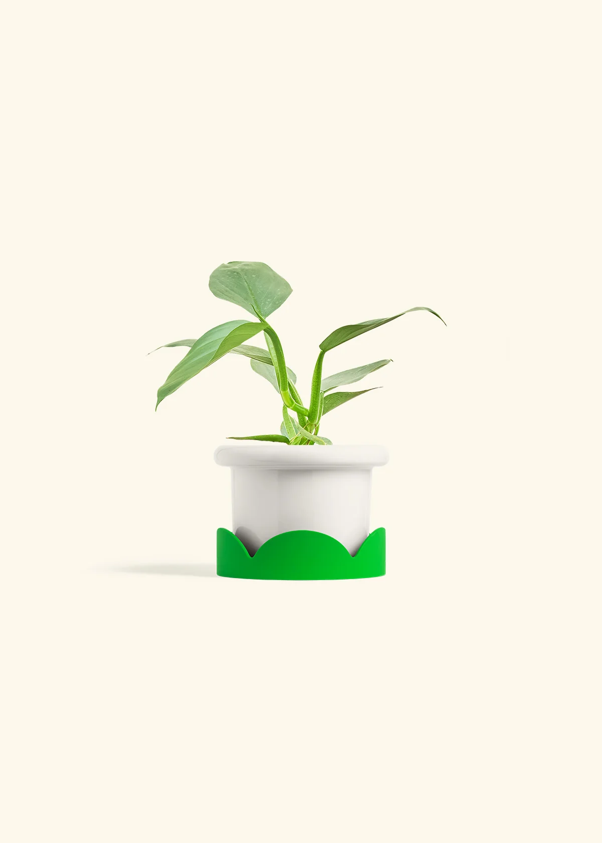 Philodendron 'Silver Sword', Small - Image 5