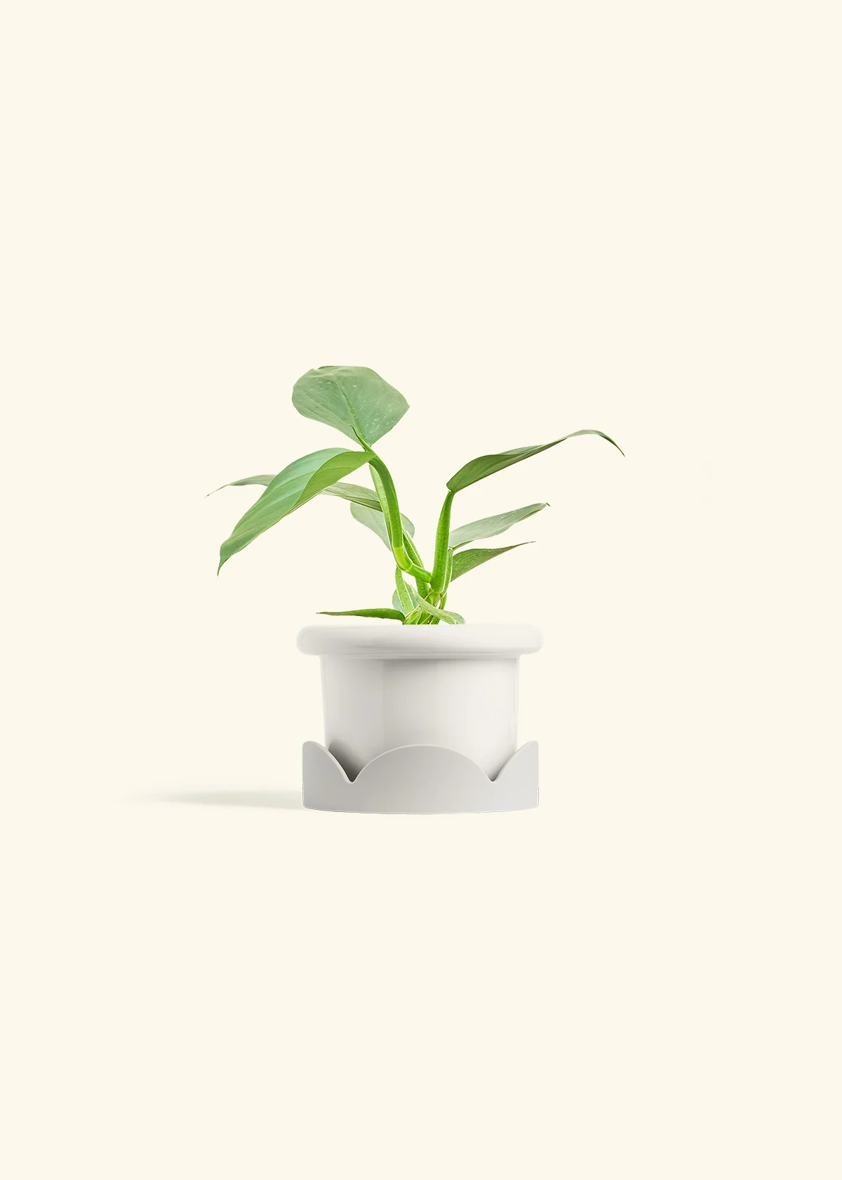 Philodendron 'Silver Sword', Small - Image 6