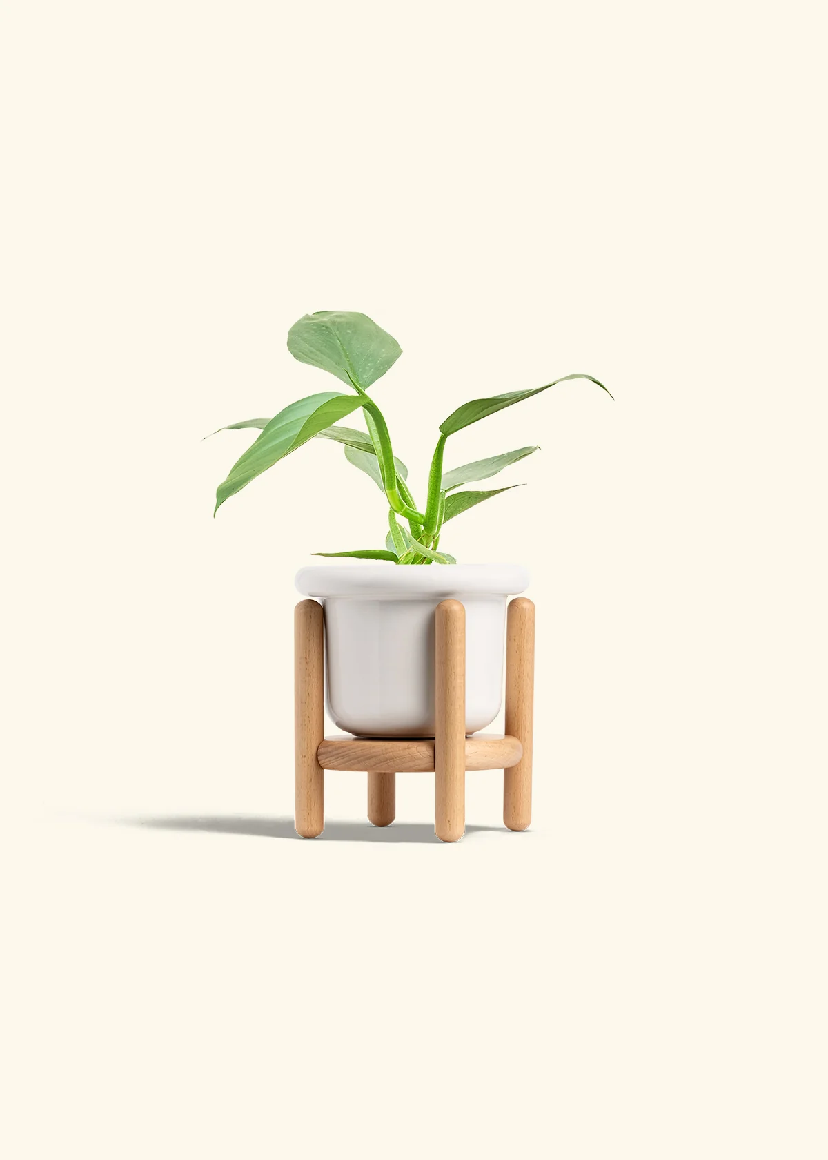 Philodendron 'Silver Sword', Small - Image 7