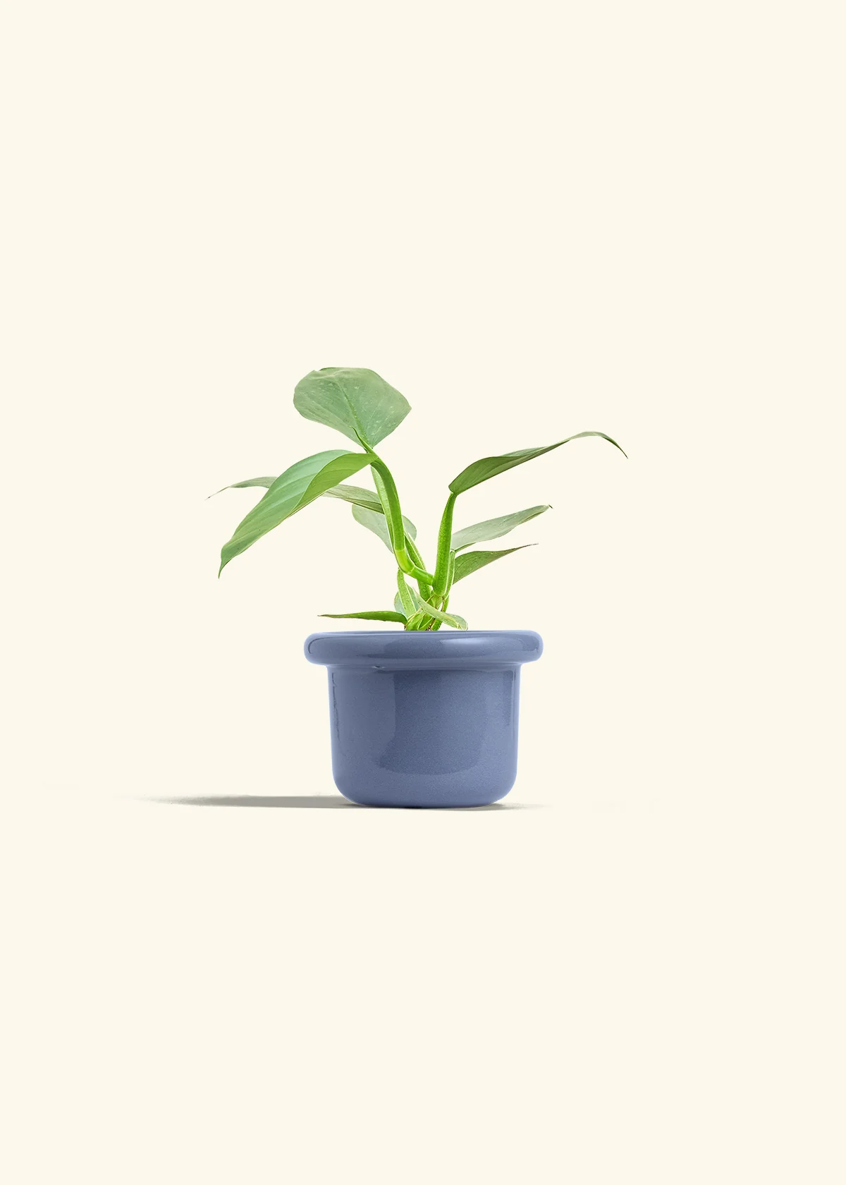 Philodendron 'Silver Sword', Small - Image 8