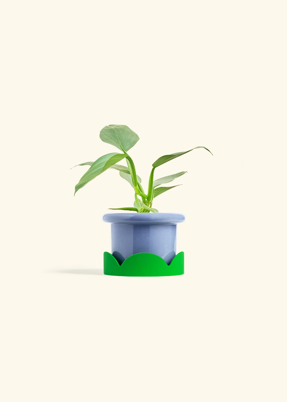 Philodendron 'Silver Sword', Small - Image 9