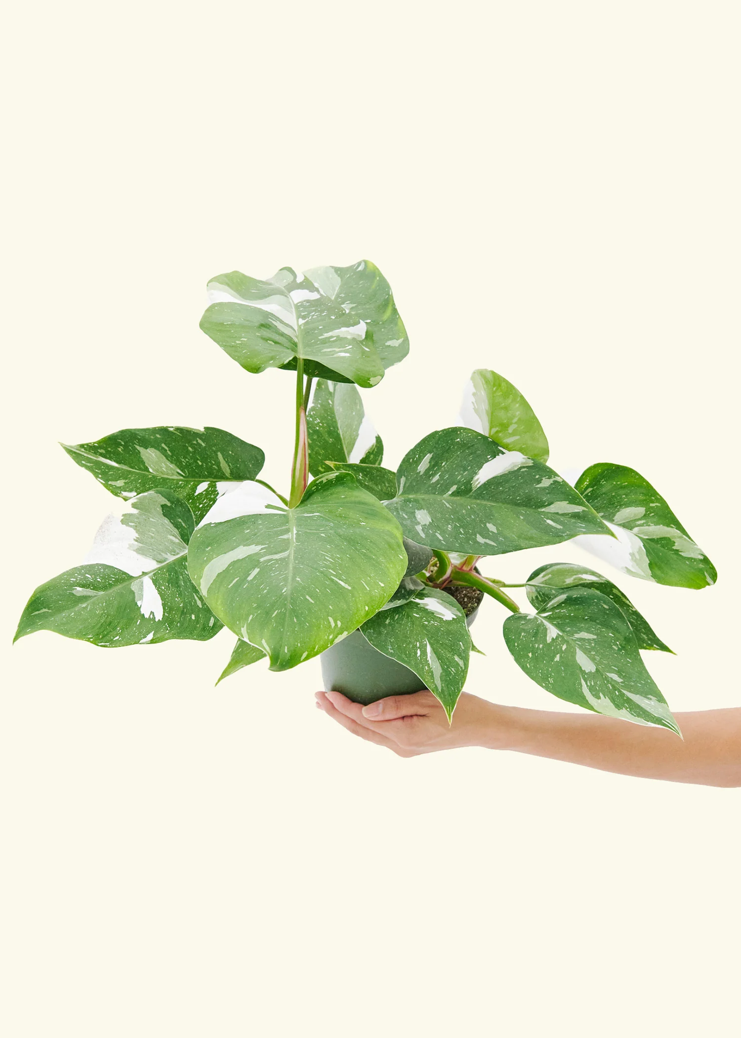 Philodendron 'White Princess', Medium - Image 2