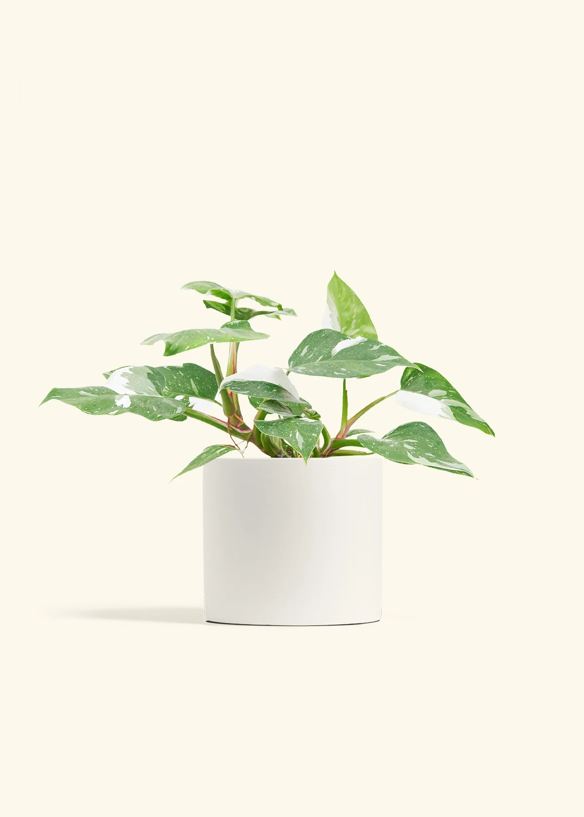 Philodendron 'White Princess', Medium - Image 3