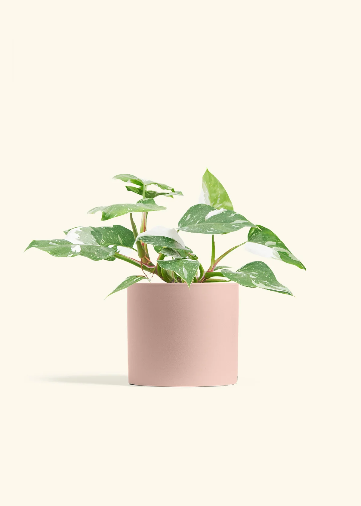 Philodendron 'White Princess', Medium - Image 4