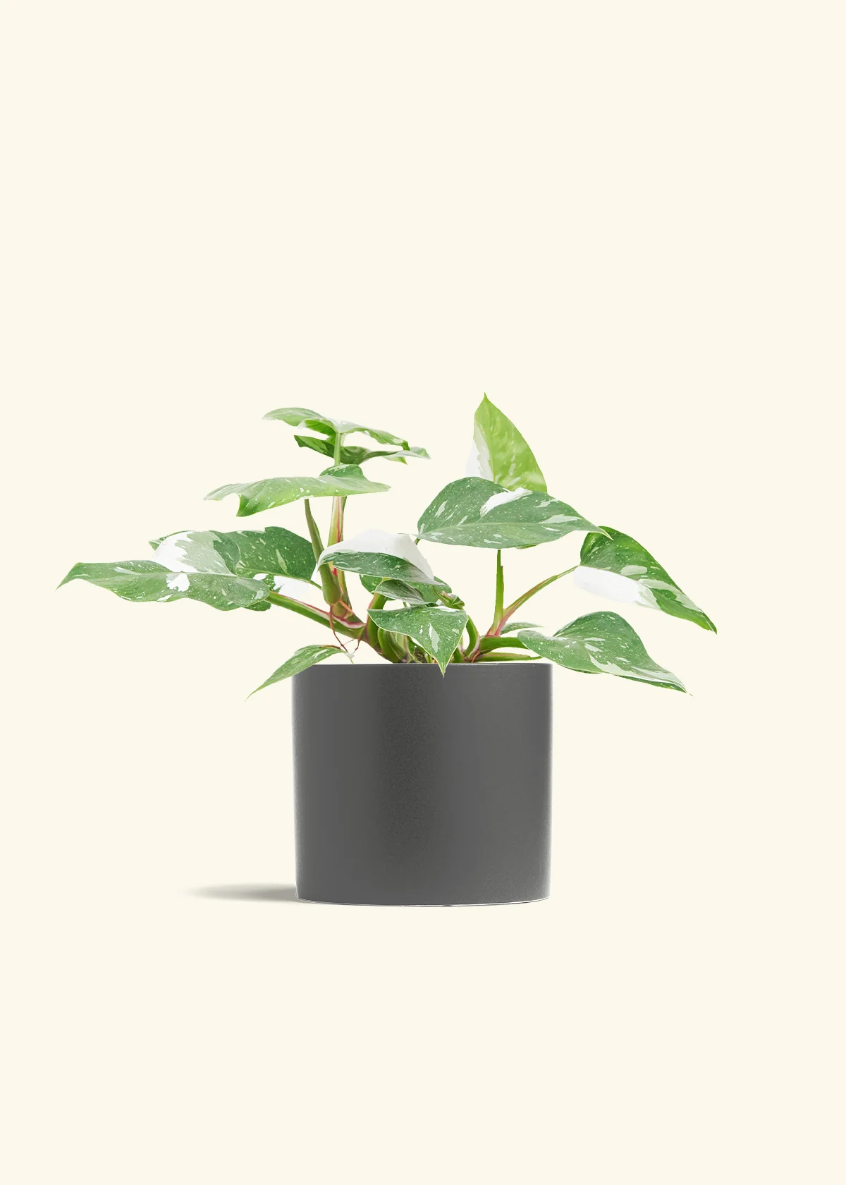 Philodendron 'White Princess', Medium - Image 5