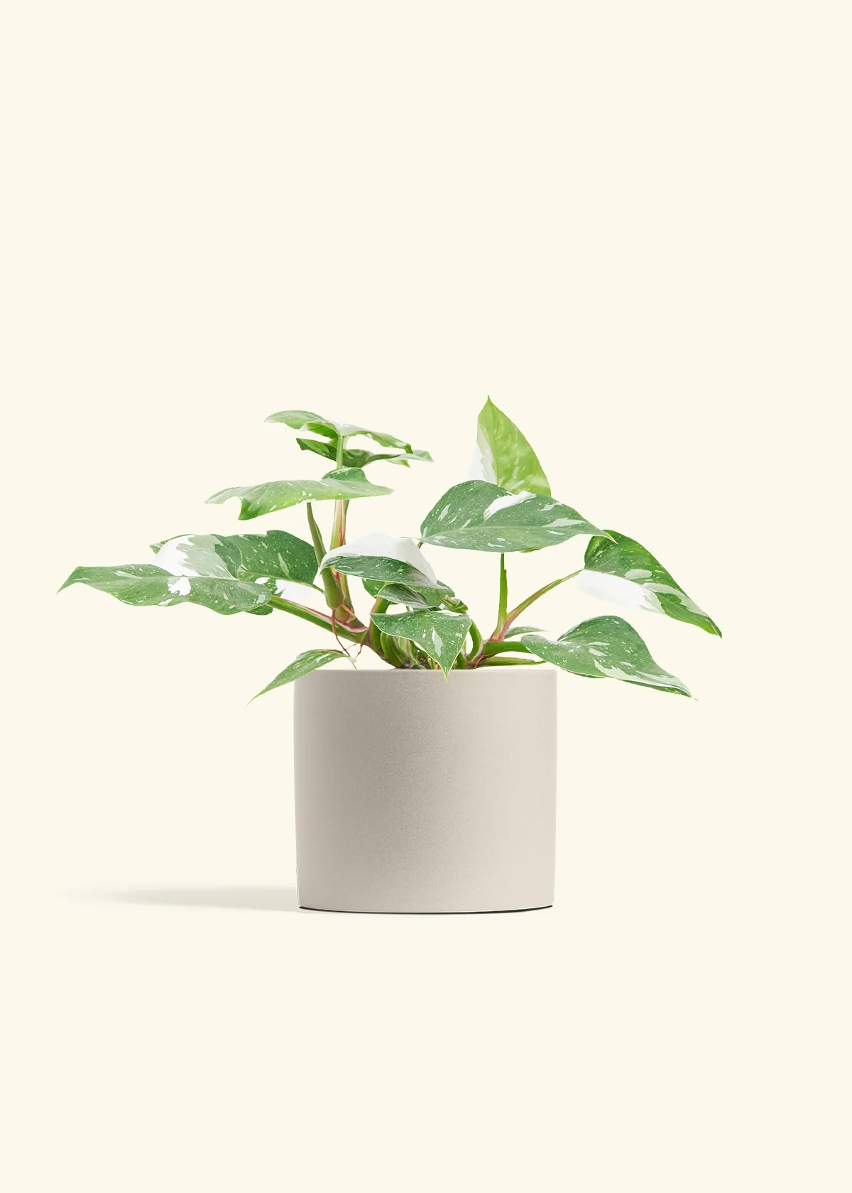 Philodendron 'White Princess', Medium - Image 6