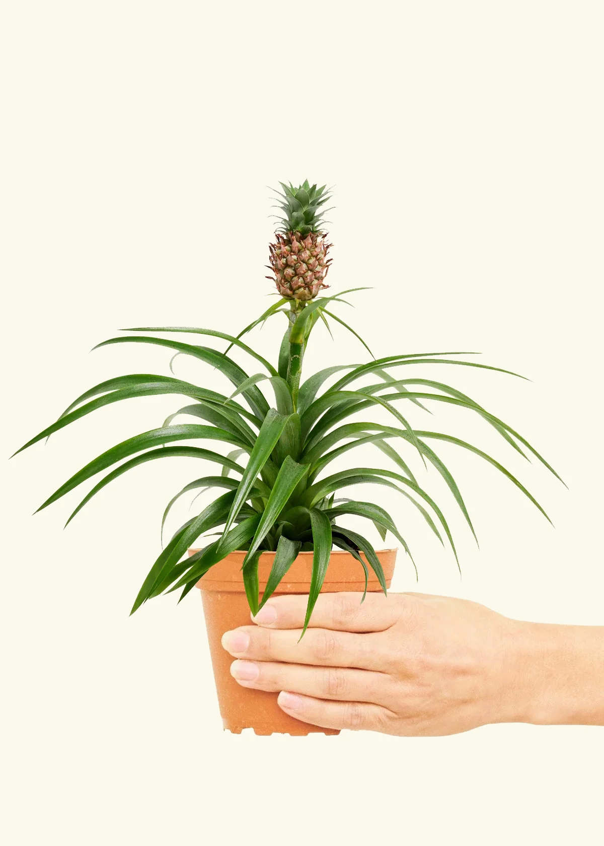 Pineapple Plant, Small - Image 2