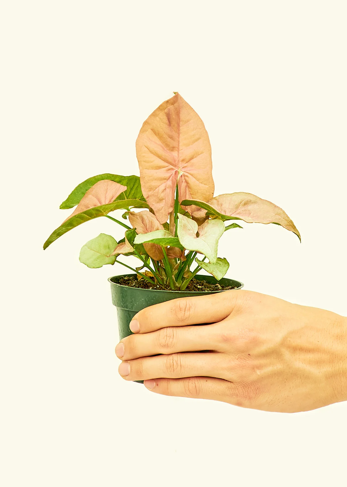 Pink Arrowhead Plant, Small - Image 2