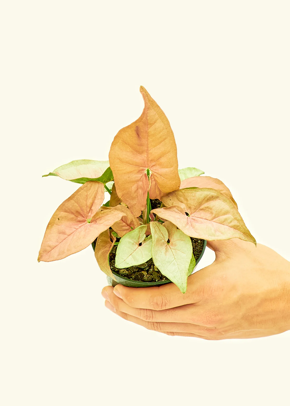 Pink Arrowhead Plant, Small - Image 3
